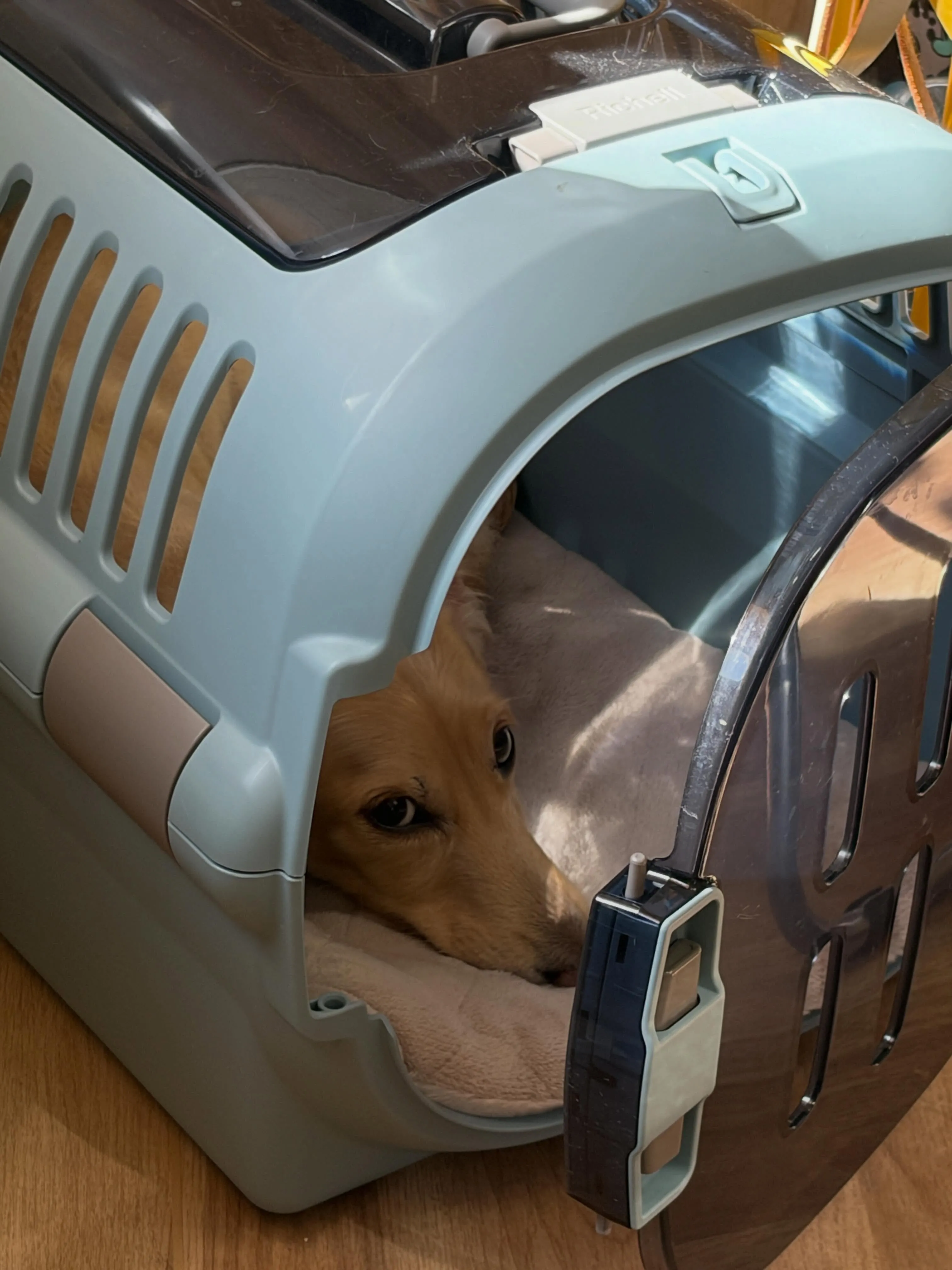 🍃6/1のトリミング🍃プードル🐶ダックス🐶｜名東区・千種区・...