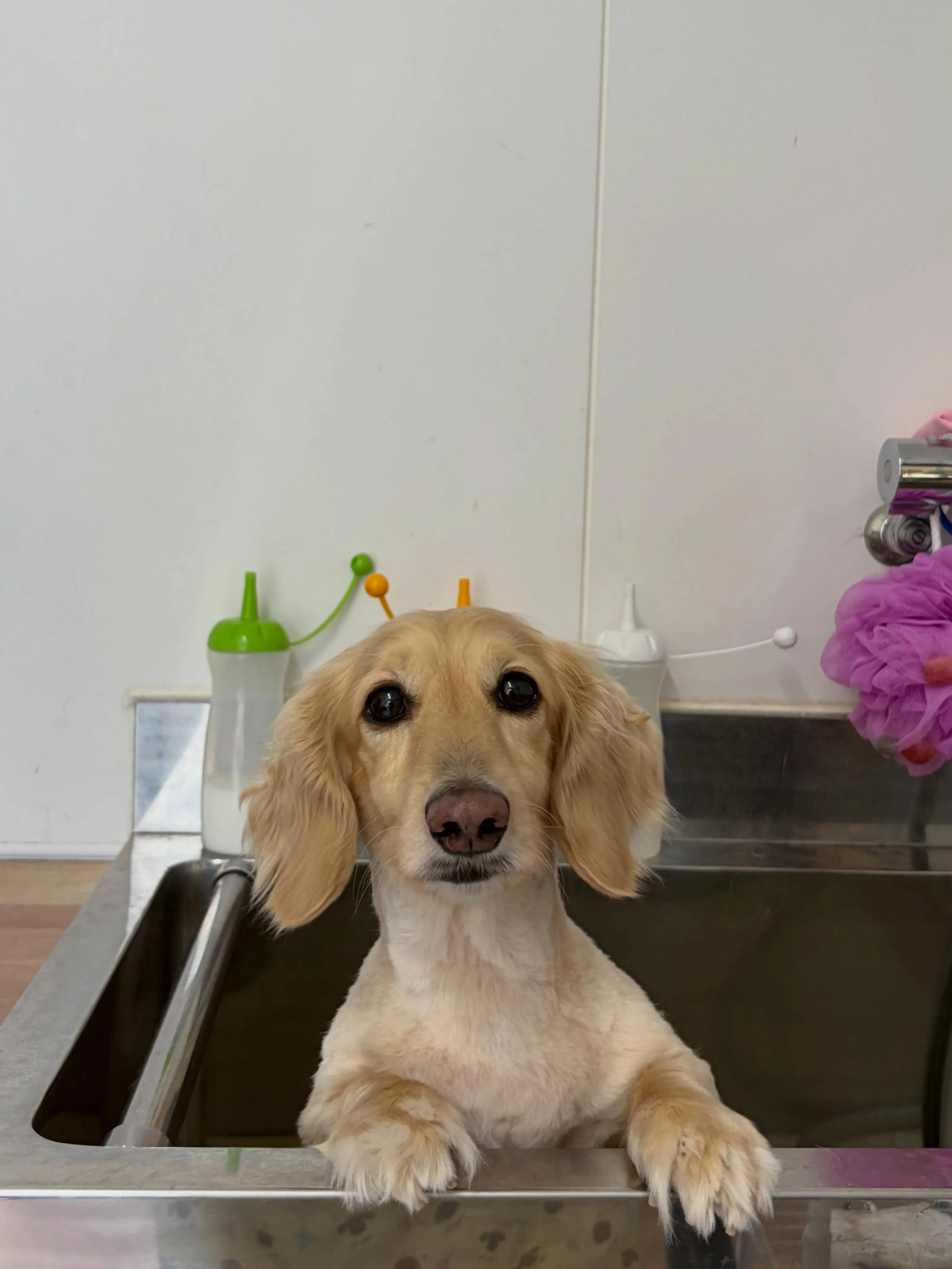 🍃6/1のトリミング🍃プードル🐶ダックス🐶｜名東区・千種区・...