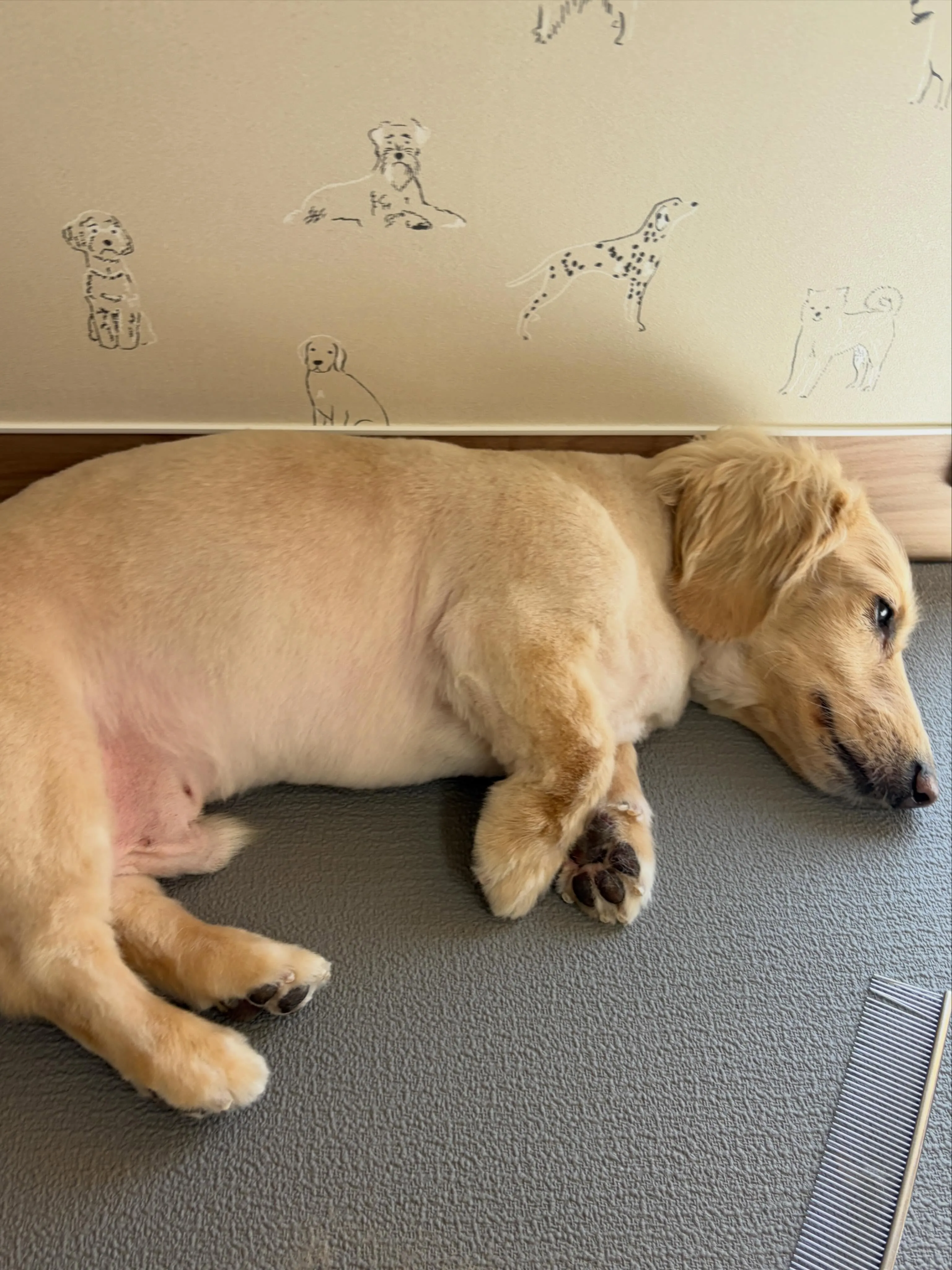 🍃6/1のトリミング🍃プードル🐶ダックス🐶｜名東区・千種区・...
