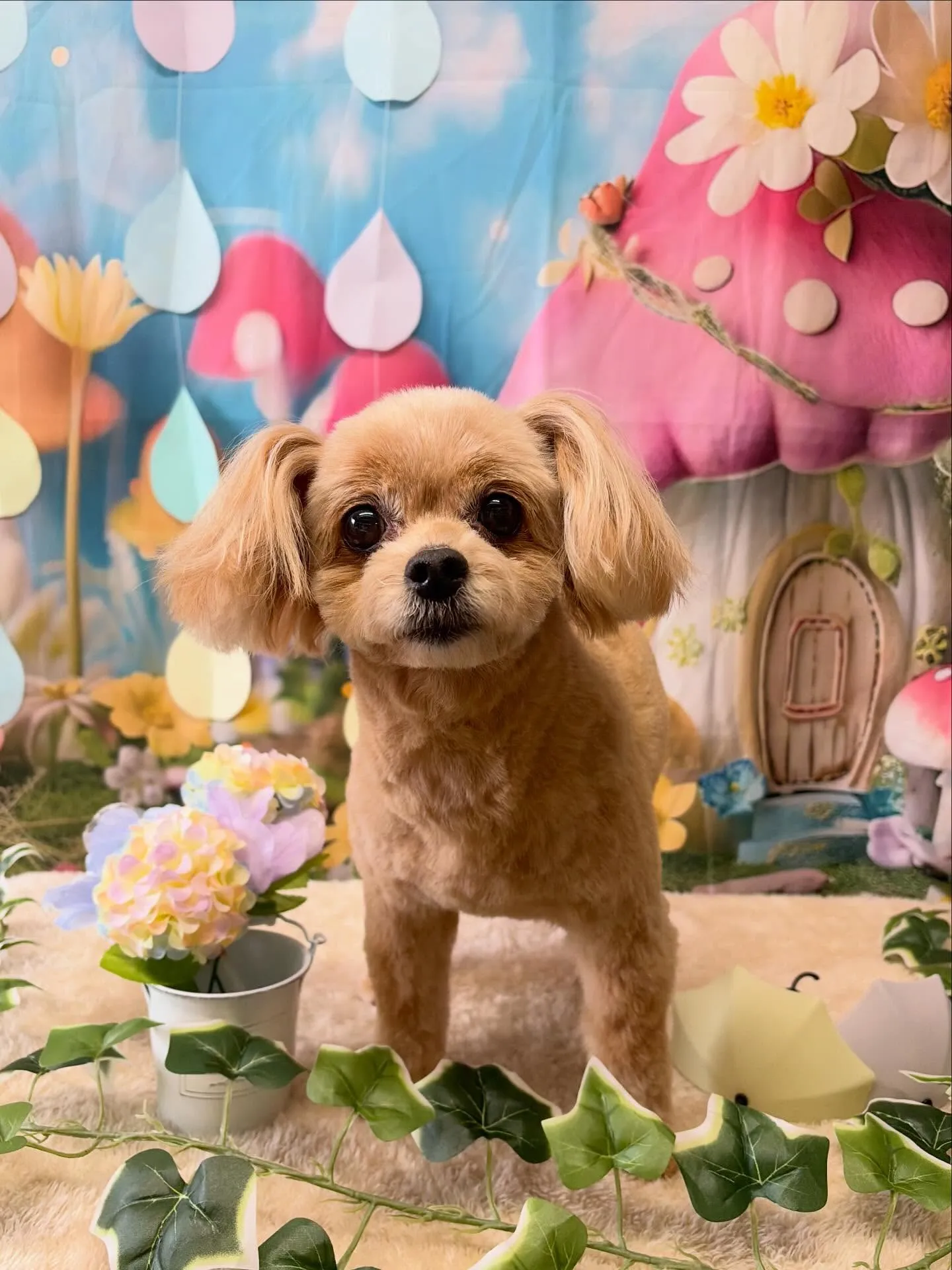 🍃6/2のトリミング🍃ミックス犬🐶｜名東区・千種区・守山区の...