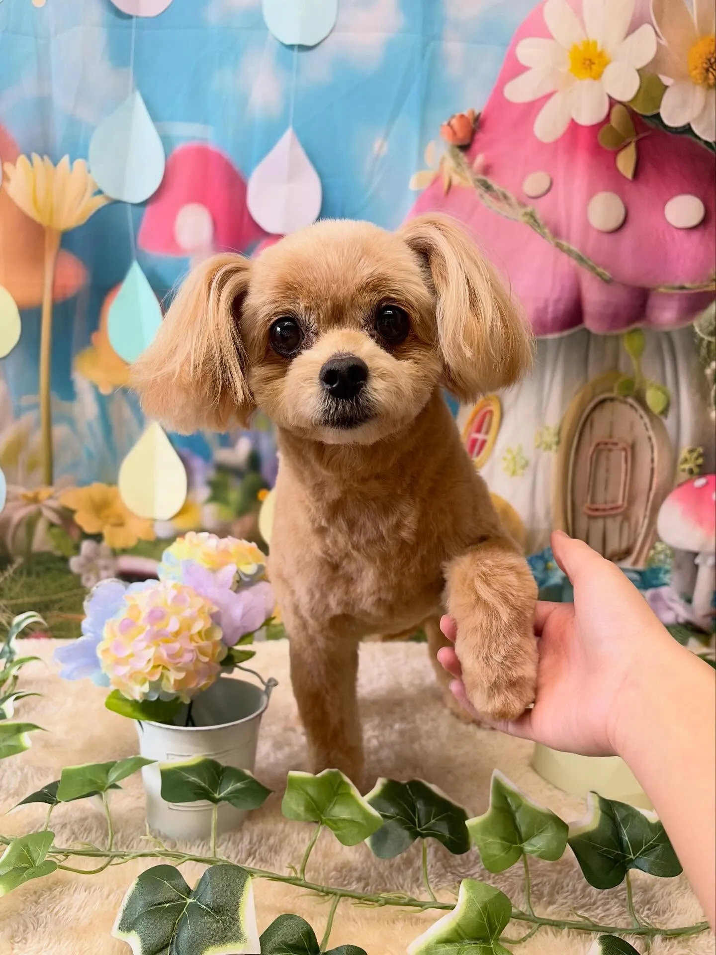 🍃6/2のトリミング🍃ミックス犬🐶｜名東区・千種区・守山区の...