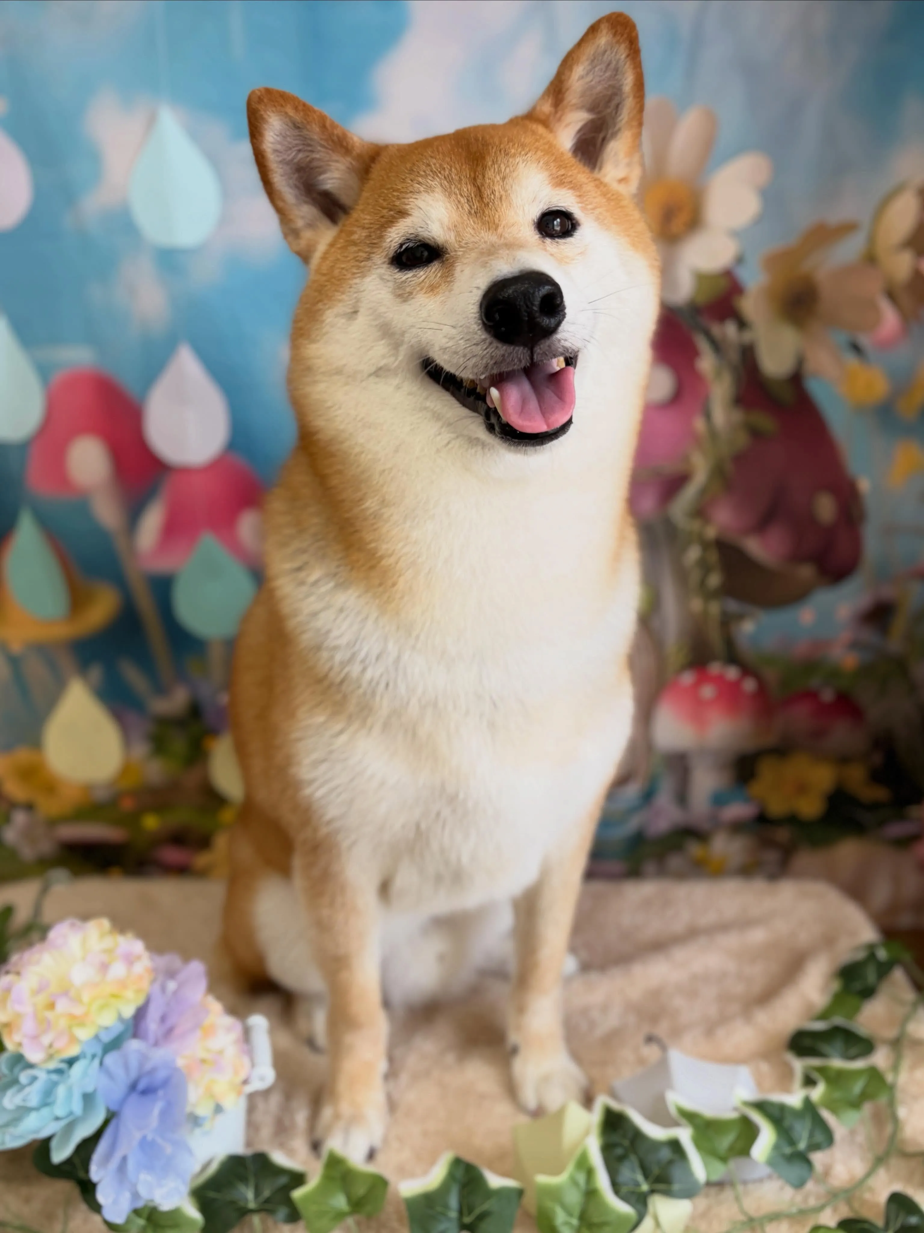 🍃6/3のトリミング🍃柴犬🐶｜名東区・千種区・守山区の動物病...