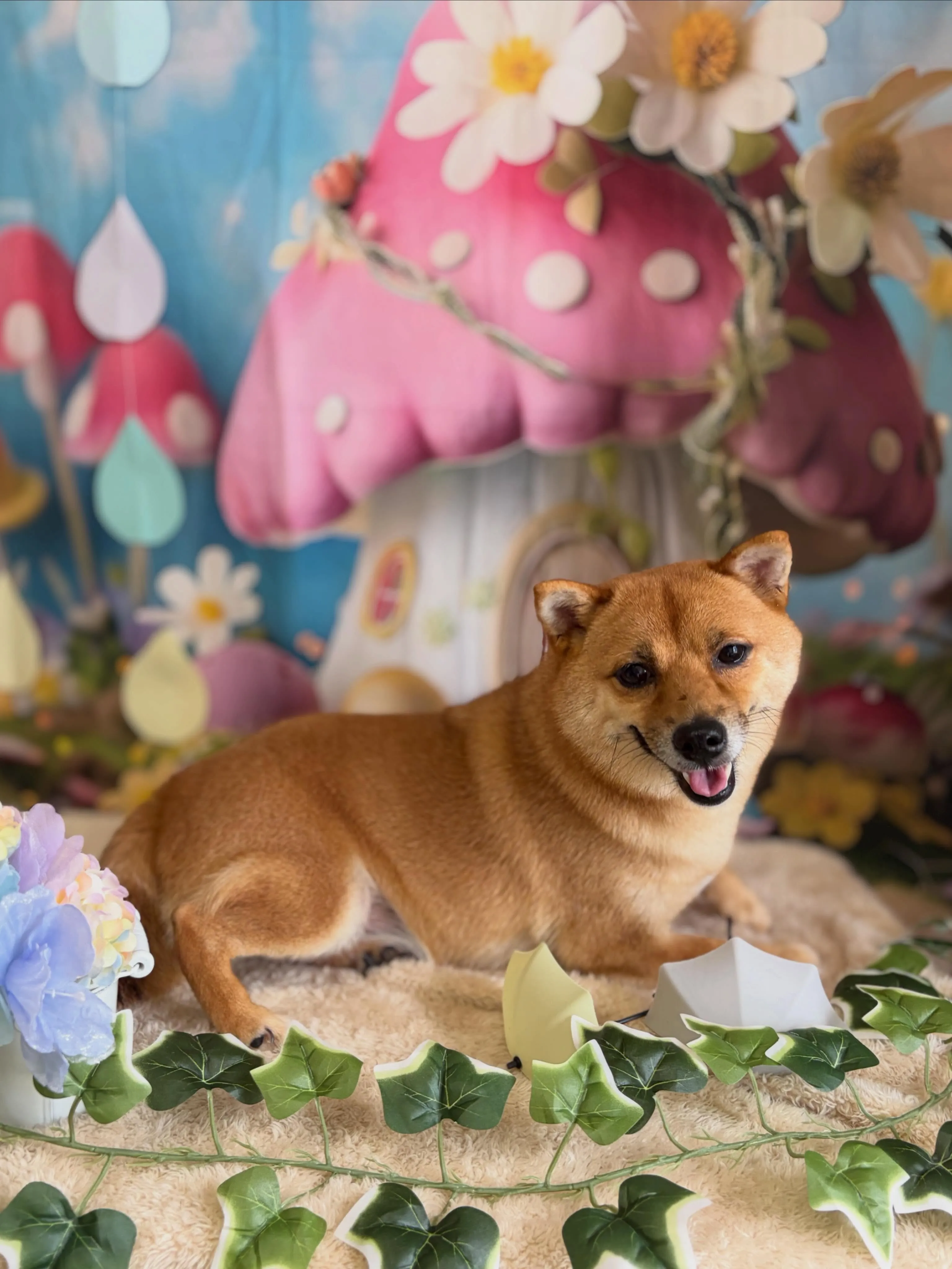 🍃6/3のトリミング🍃柴犬🐶|名東区・千種区・守山区の動物病...