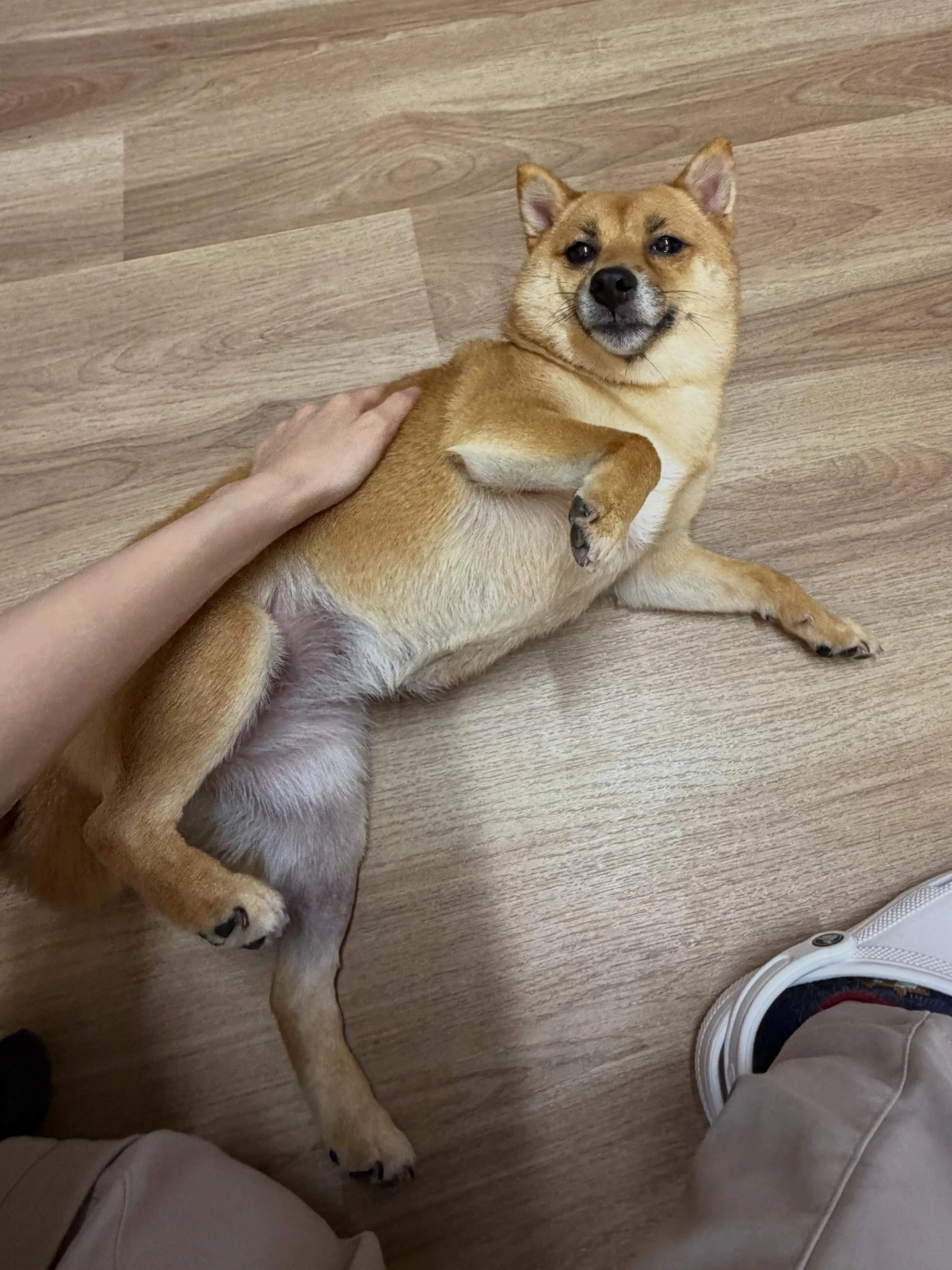 🍃6/3のトリミング🍃柴犬🐶|名東区・千種区・守山区の動物病...