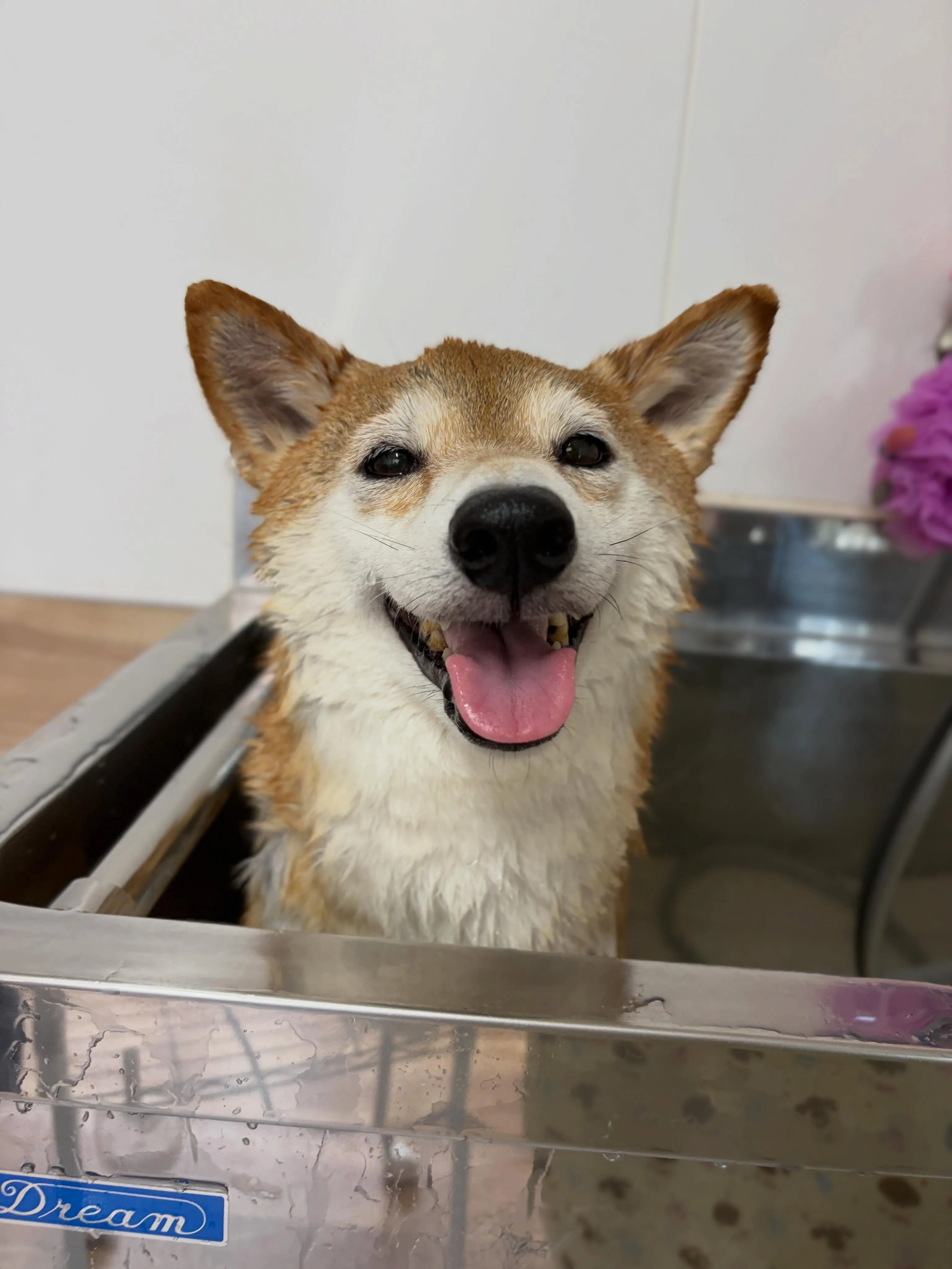 🍃6/3のトリミング🍃柴犬🐶|名東区・千種区・守山区の動物病...