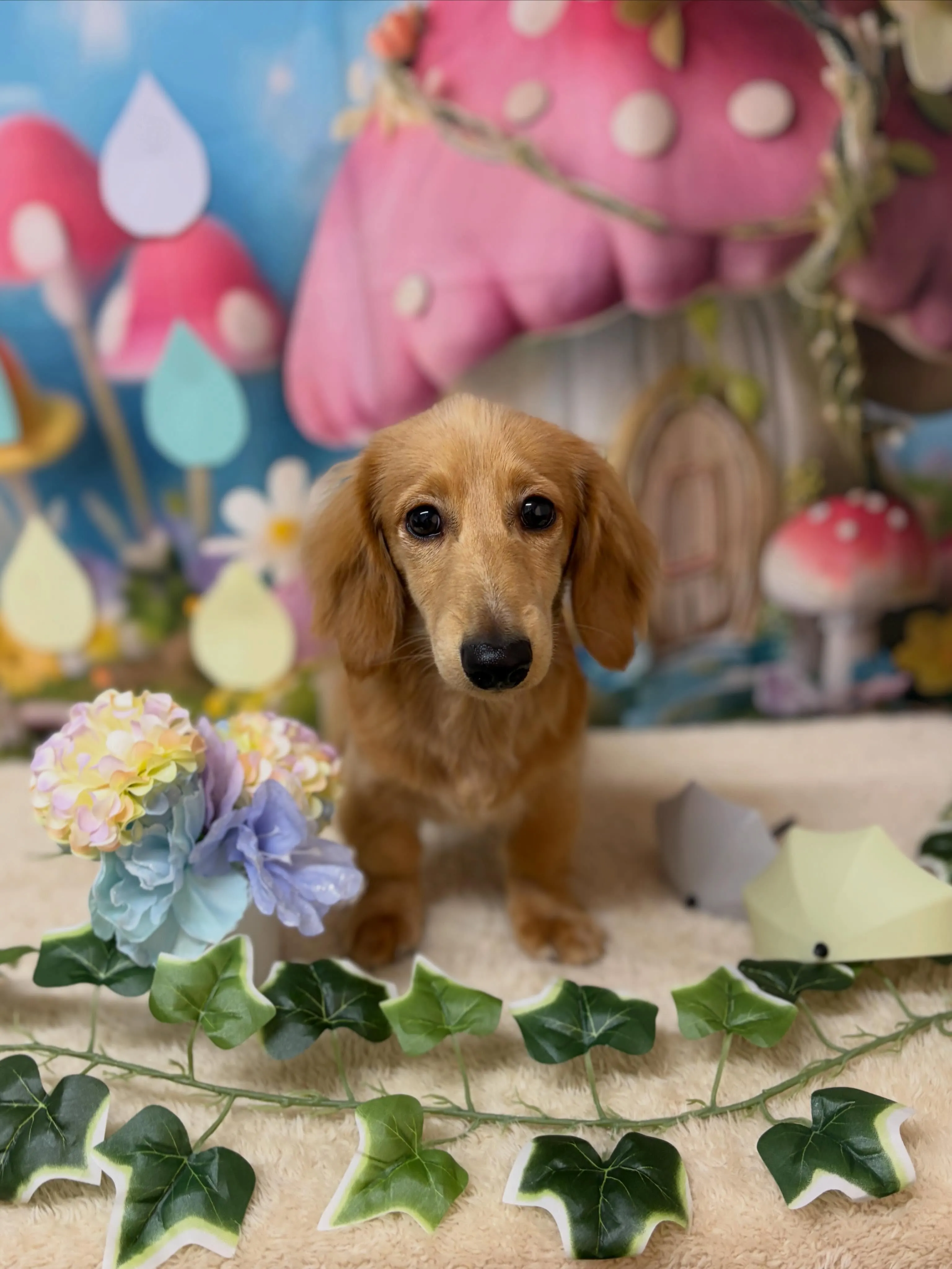 🍃6/3のトリミング🍃ダックス🐶｜名東区・千種区・守山区の動...