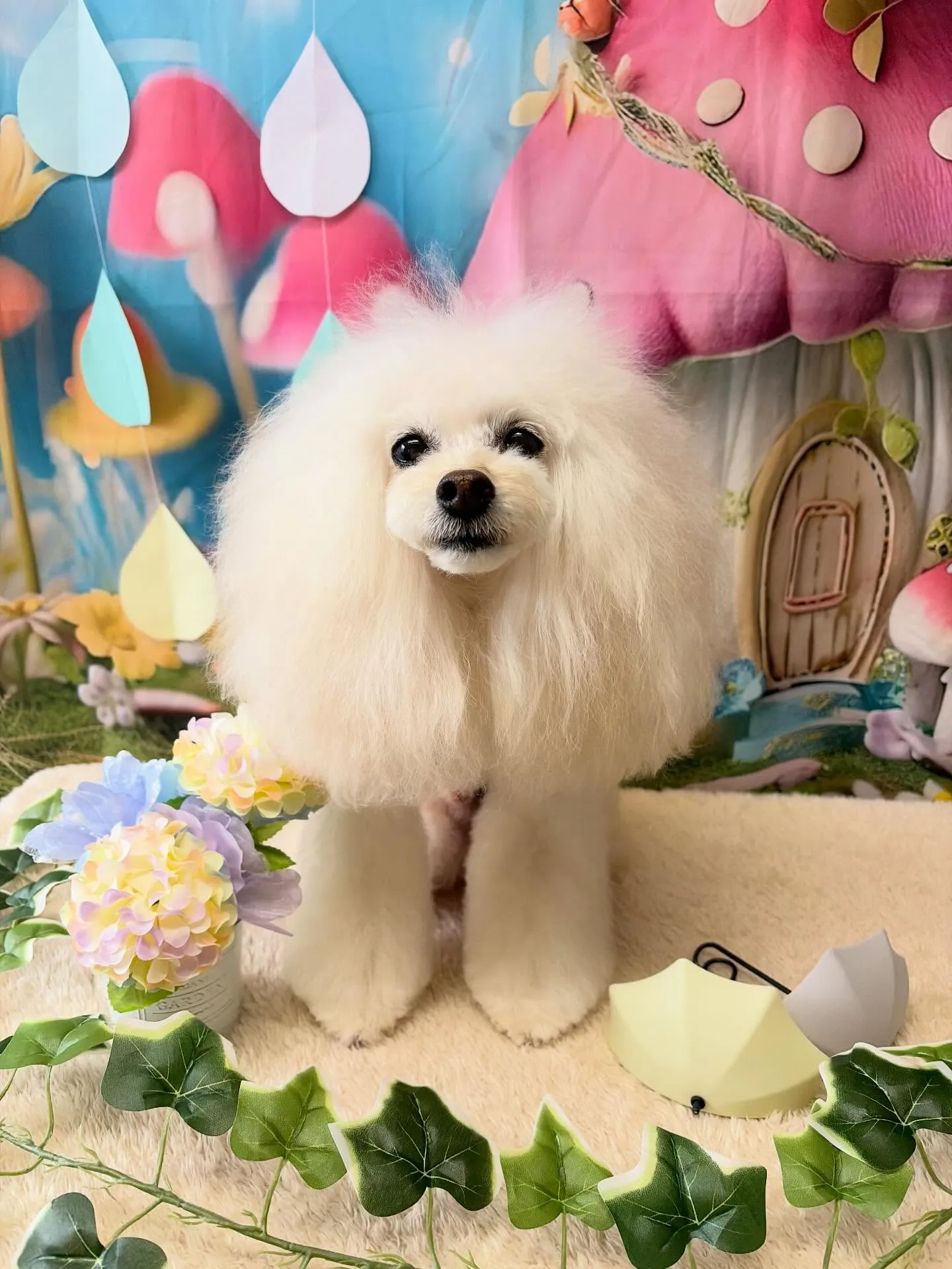 🍃6/5のトリミング🍃プードル🐶|名東区・千種区・守山区の動...