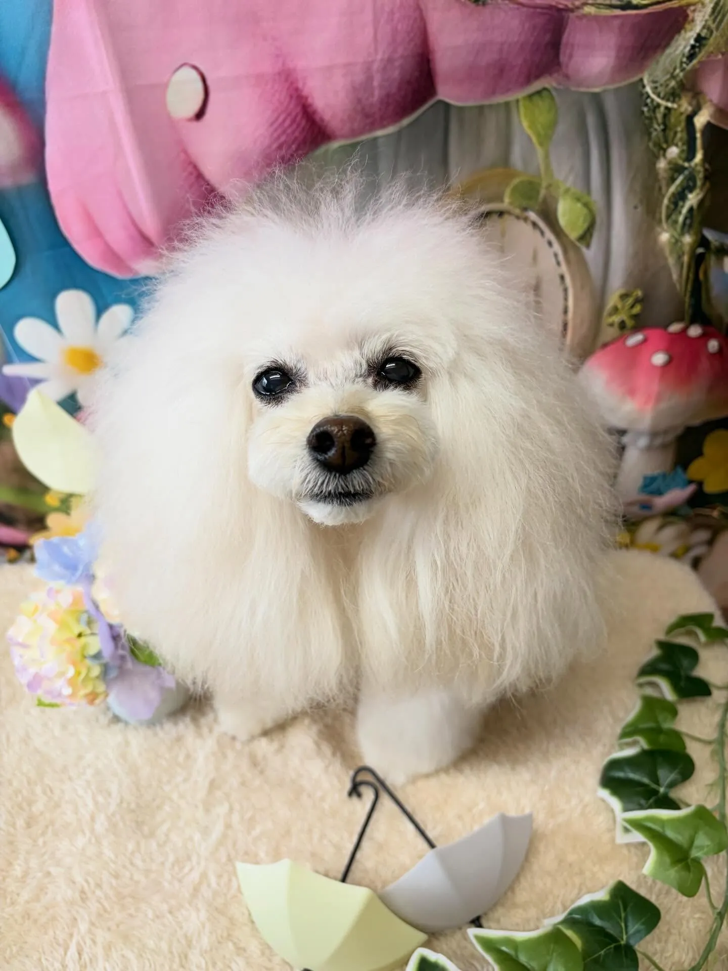 🍃6/5のトリミング🍃プードル🐶｜名東区・千種区・守山区の動...