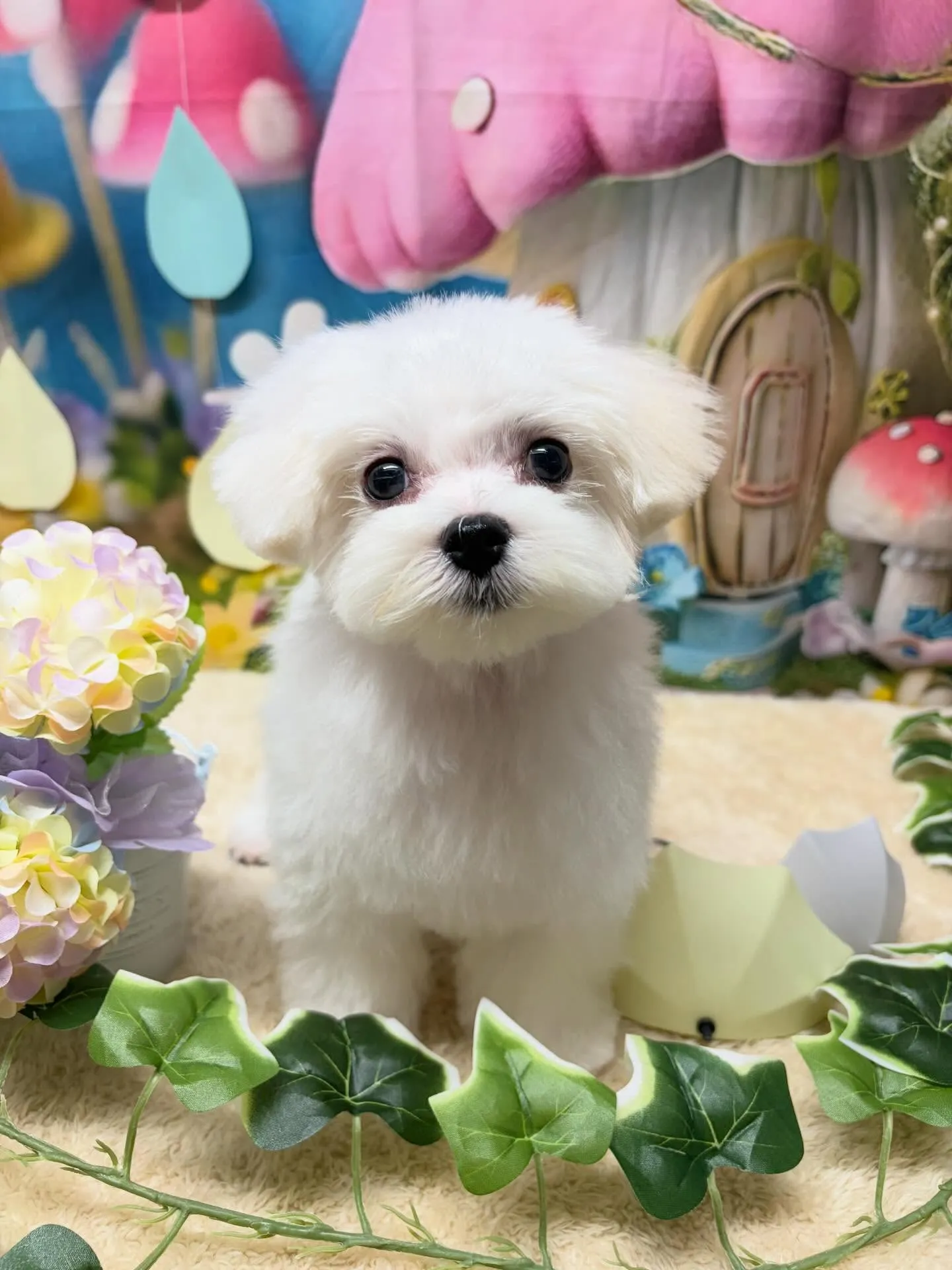 🍃6/5のトリミング🍃マルチーズ🐶|名東区・千種区・守山区の...