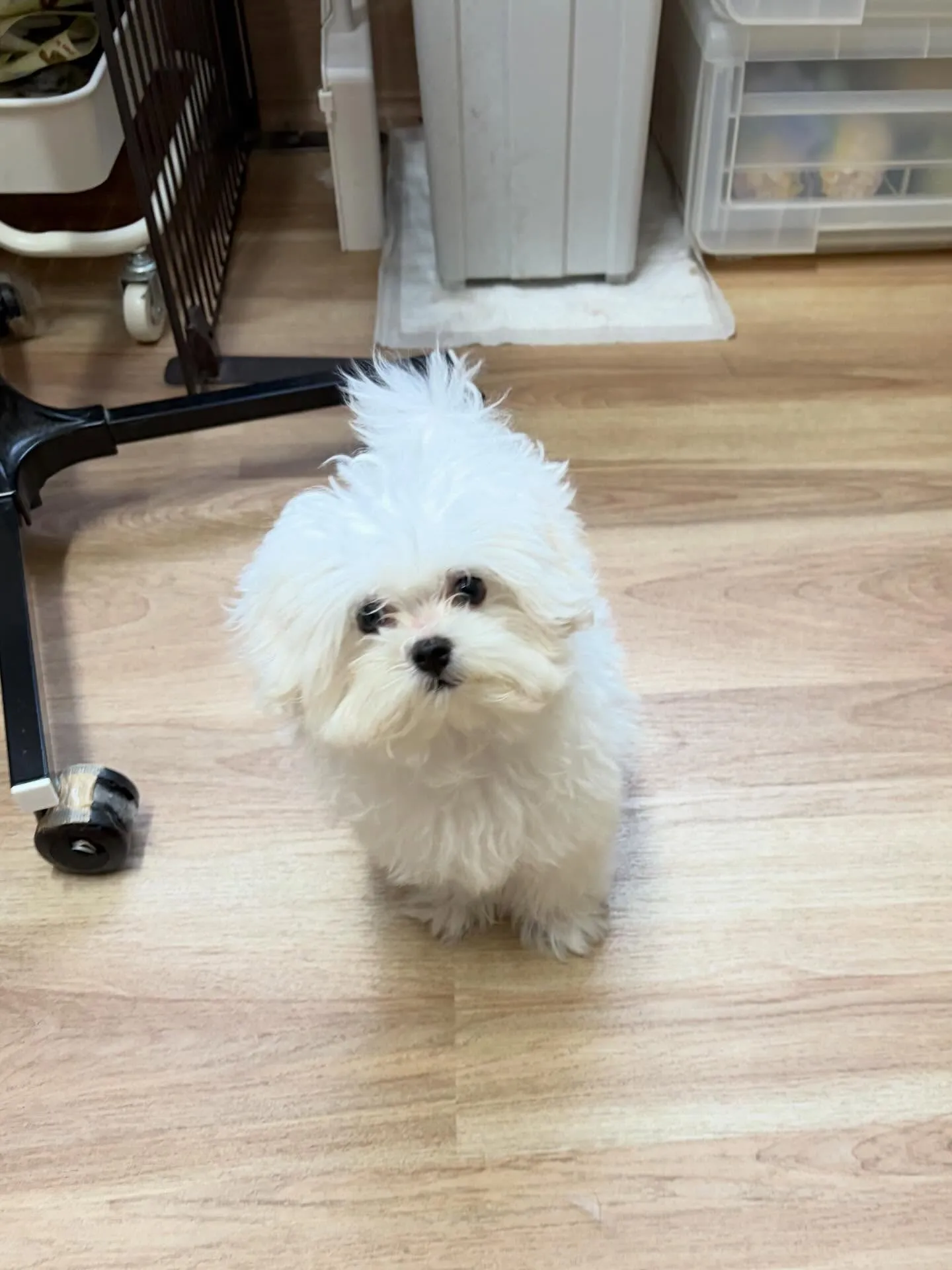 🍃6/5のトリミング🍃マルチーズ🐶|名東区・千種区・守山区の...