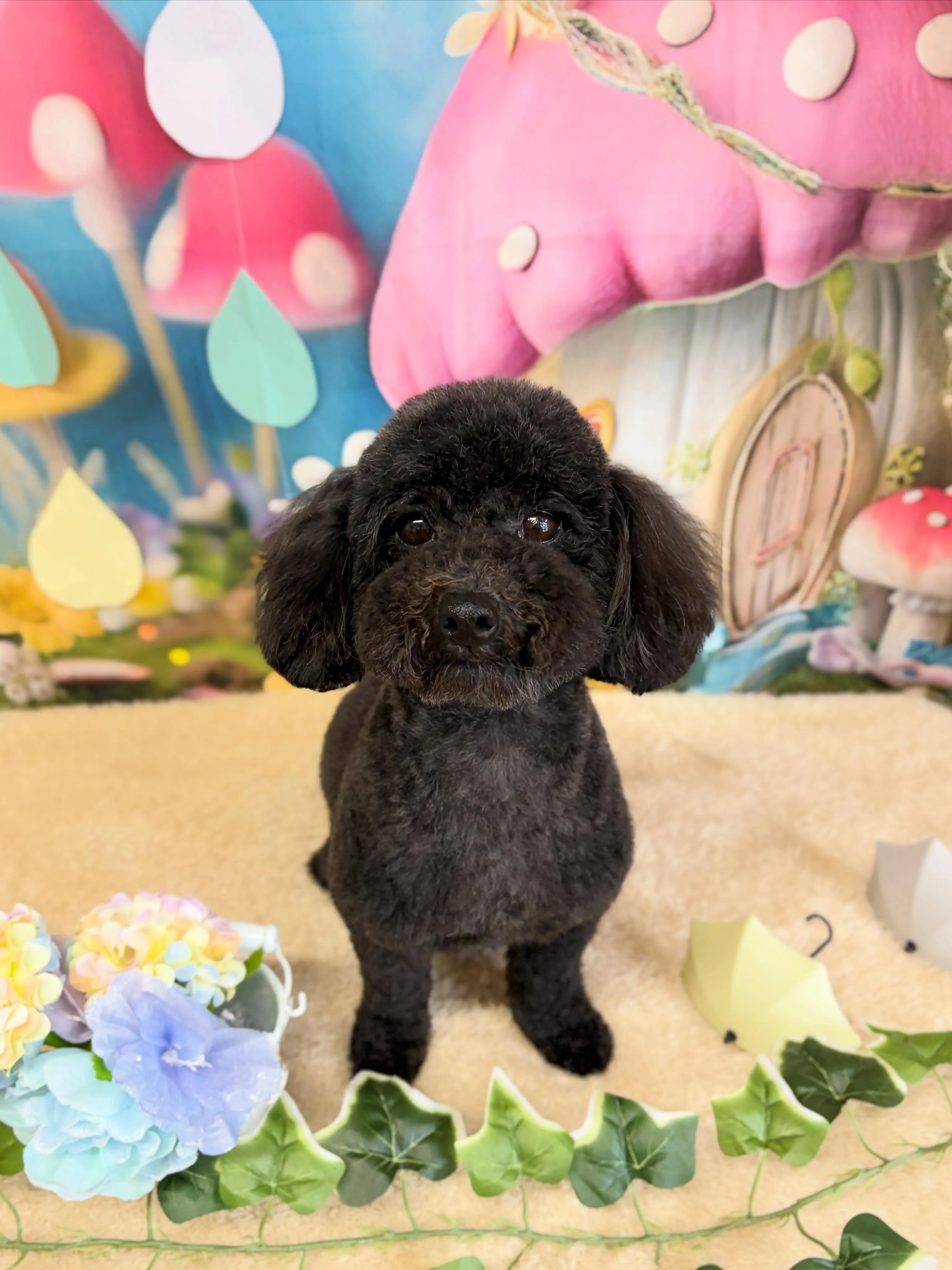 🍃6/6のトリミング🍃プードル🐶｜名東区・千種区・守山区の動...