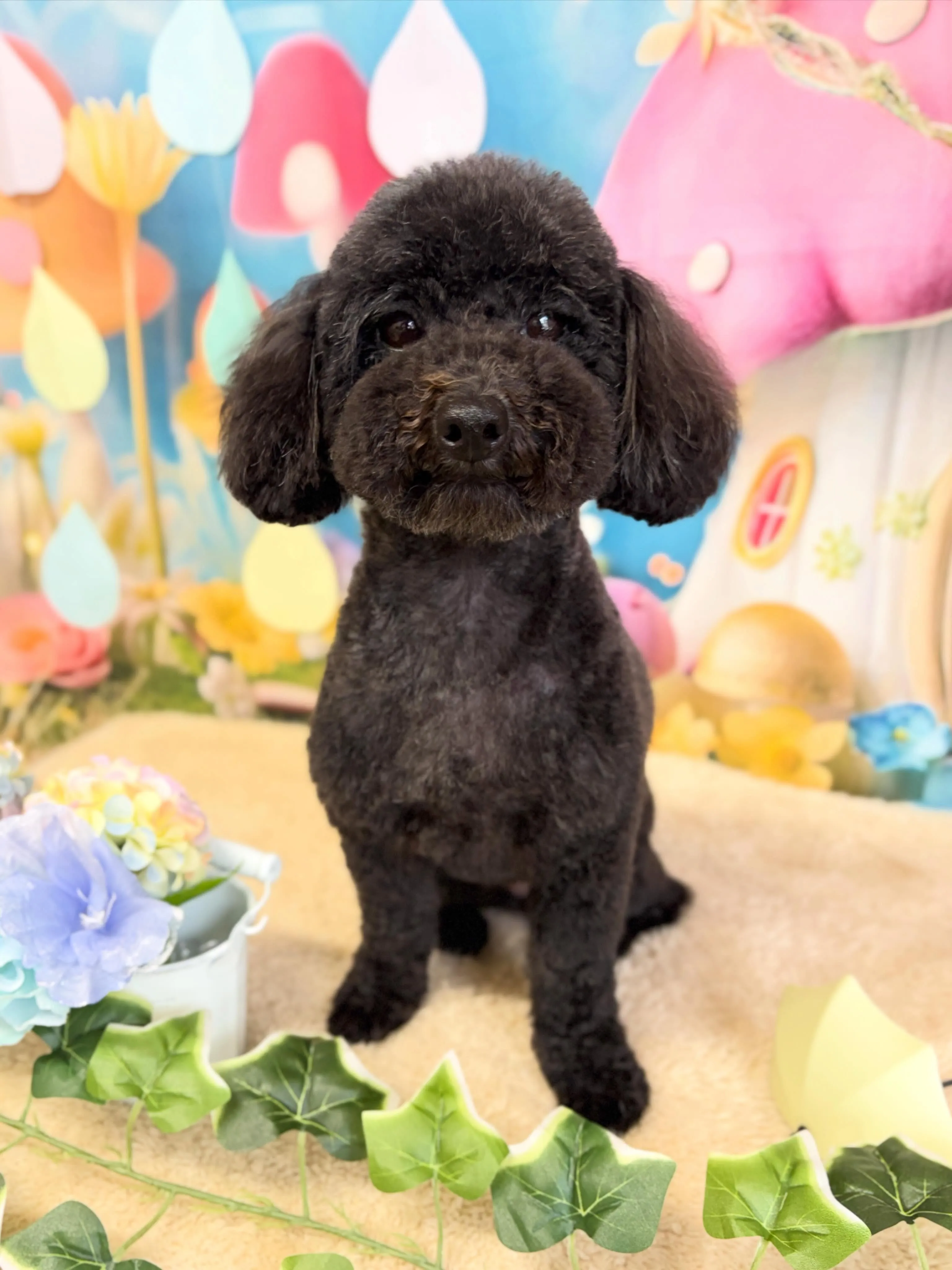 🍃6/6のトリミング🍃プードル🐶｜名東区・千種区・守山区の動...