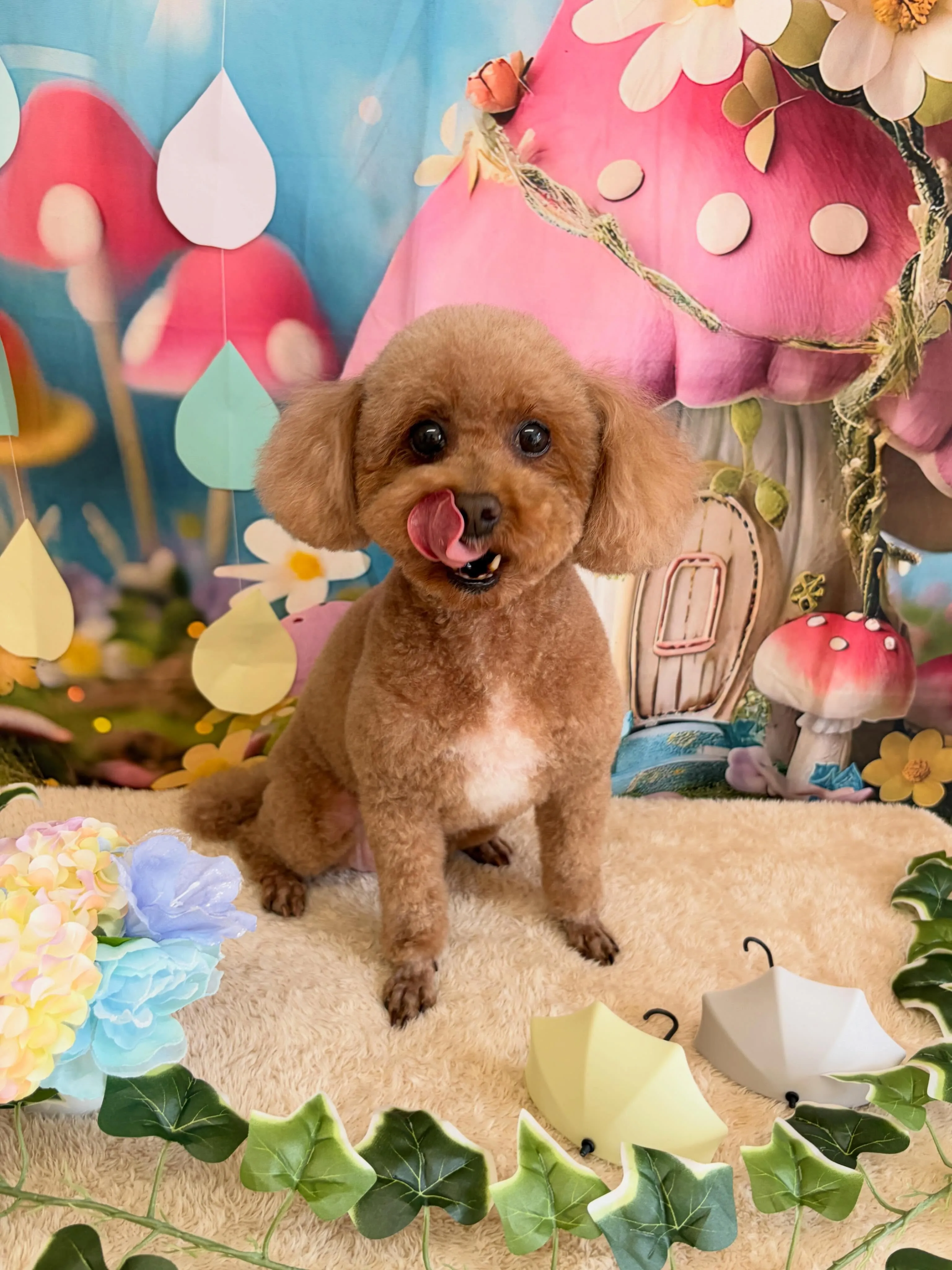 🍃6/6のトリミング🍃プードル🐶｜名東区・千種区・守山区の動...