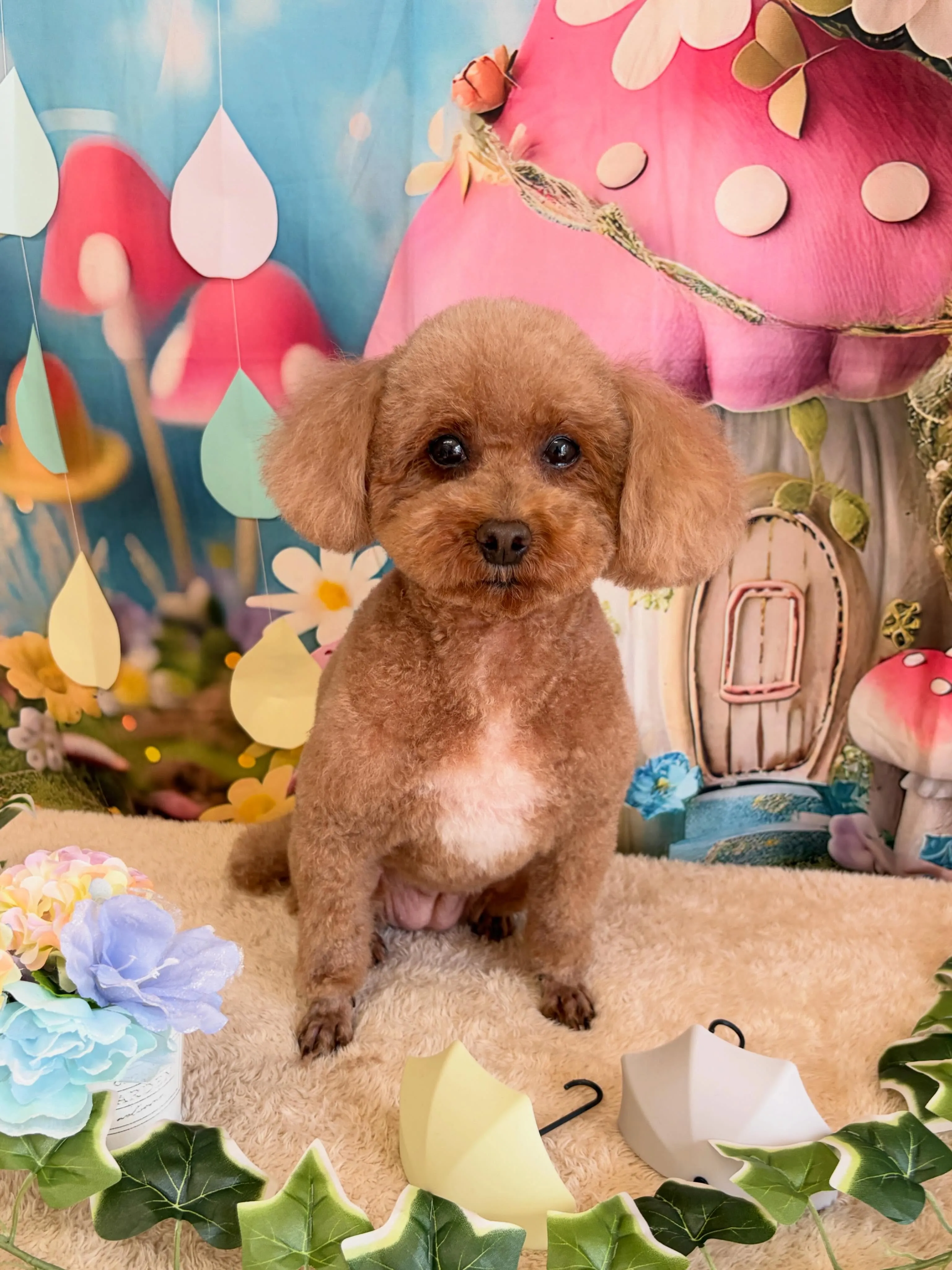 🍃6/6のトリミング🍃プードル🐶｜名東区・千種区・守山区の動...