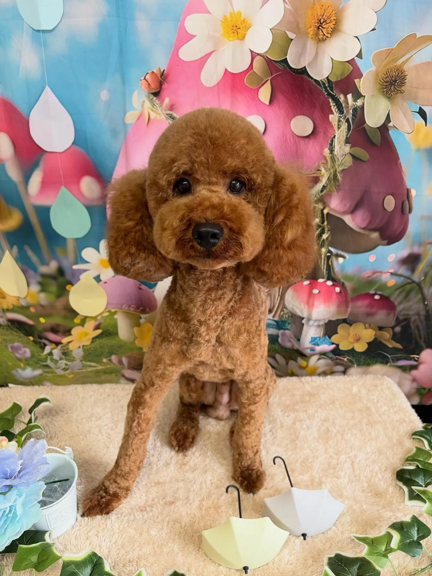 🍃6/6のトリミング🍃プードル🐶｜名東区・千種区・守山区の動...