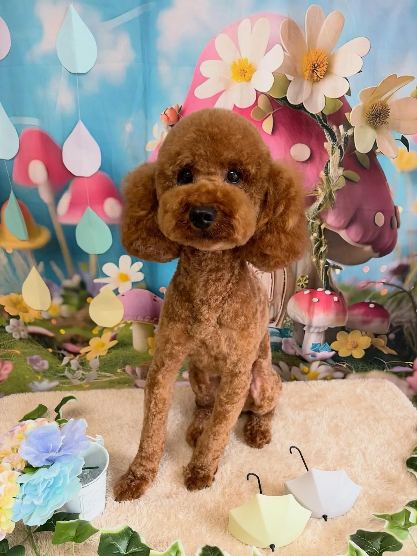 🍃6/6のトリミング🍃プードル🐶｜名東区・千種区・守山区の動...