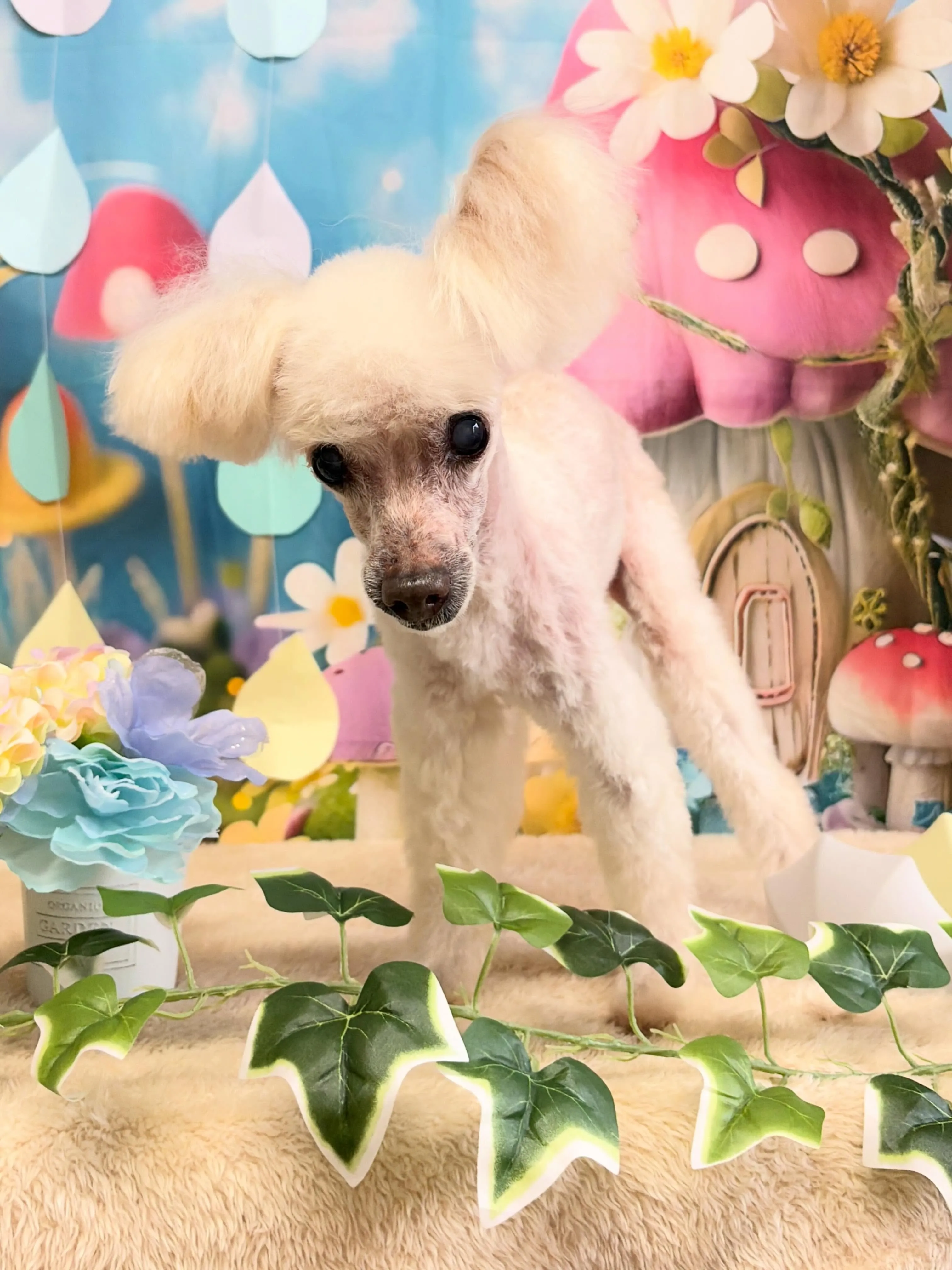 🍃6/6のトリミング🍃プードル🐶|名東区・千種区・守山区の動...