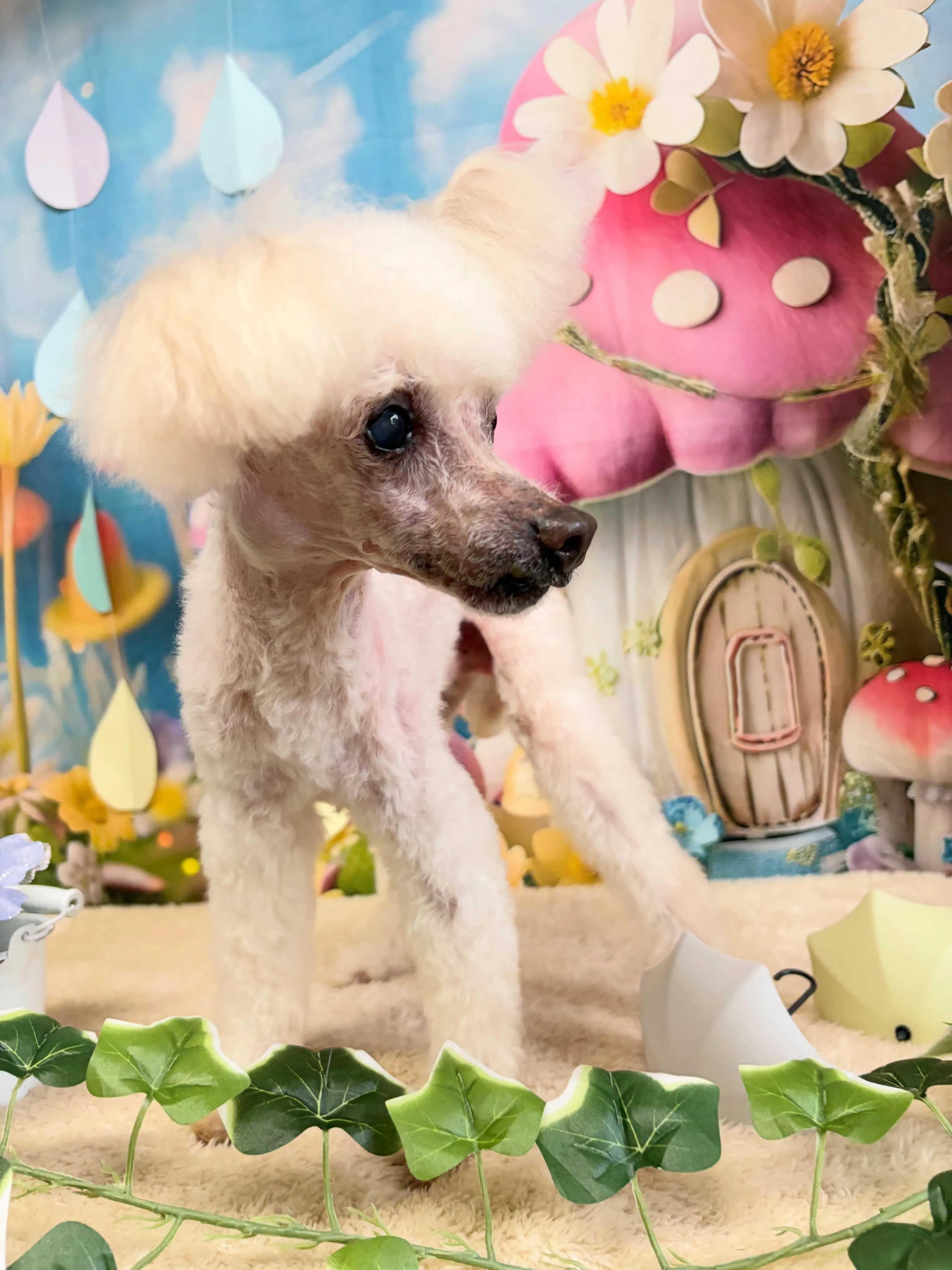 🍃6/6のトリミング🍃プードル🐶｜名東区・千種区・守山区の動...