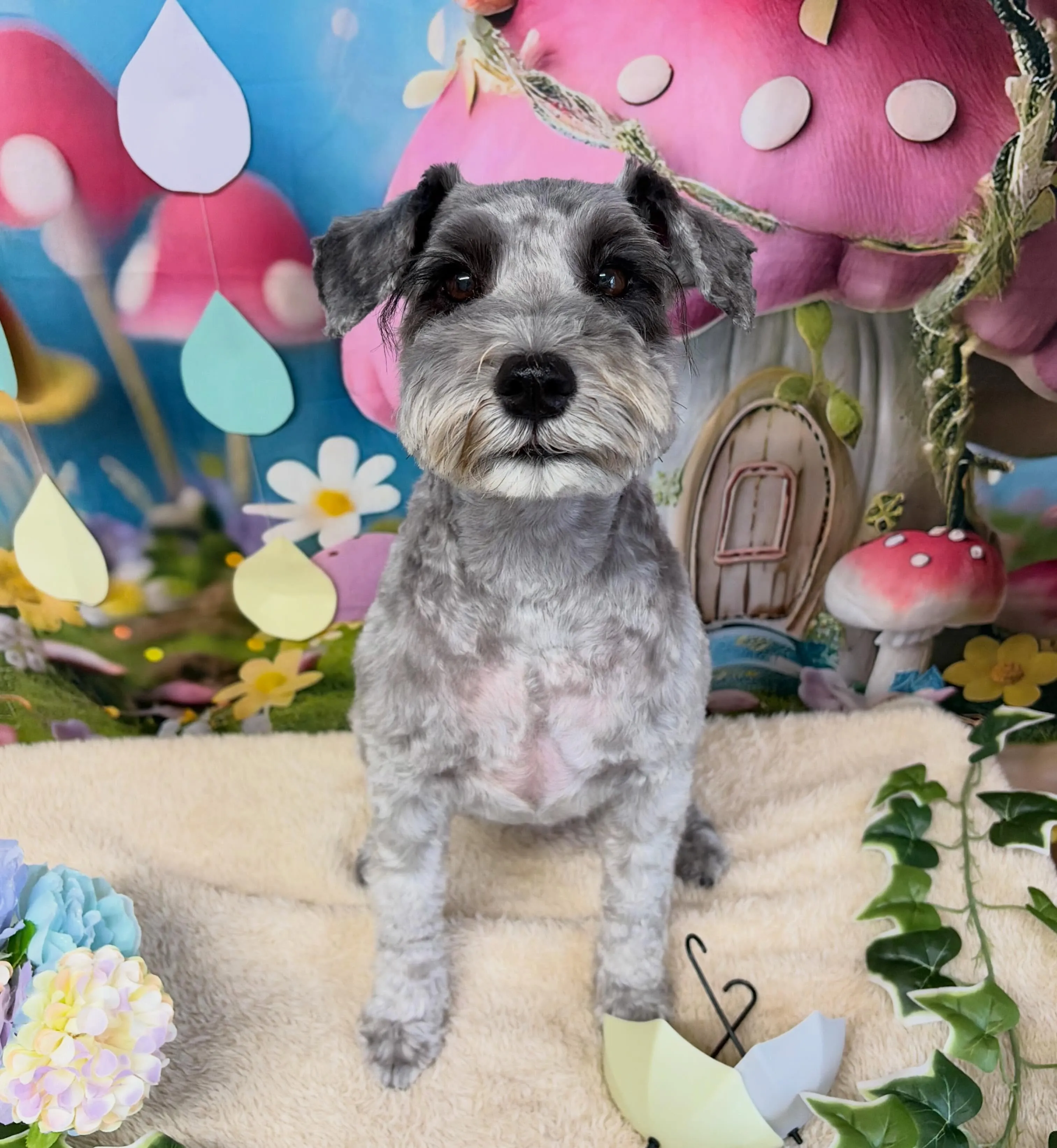 🍃6/7のトリミング🍃ミニチュアシュナウザー🐶|名東区・千種...