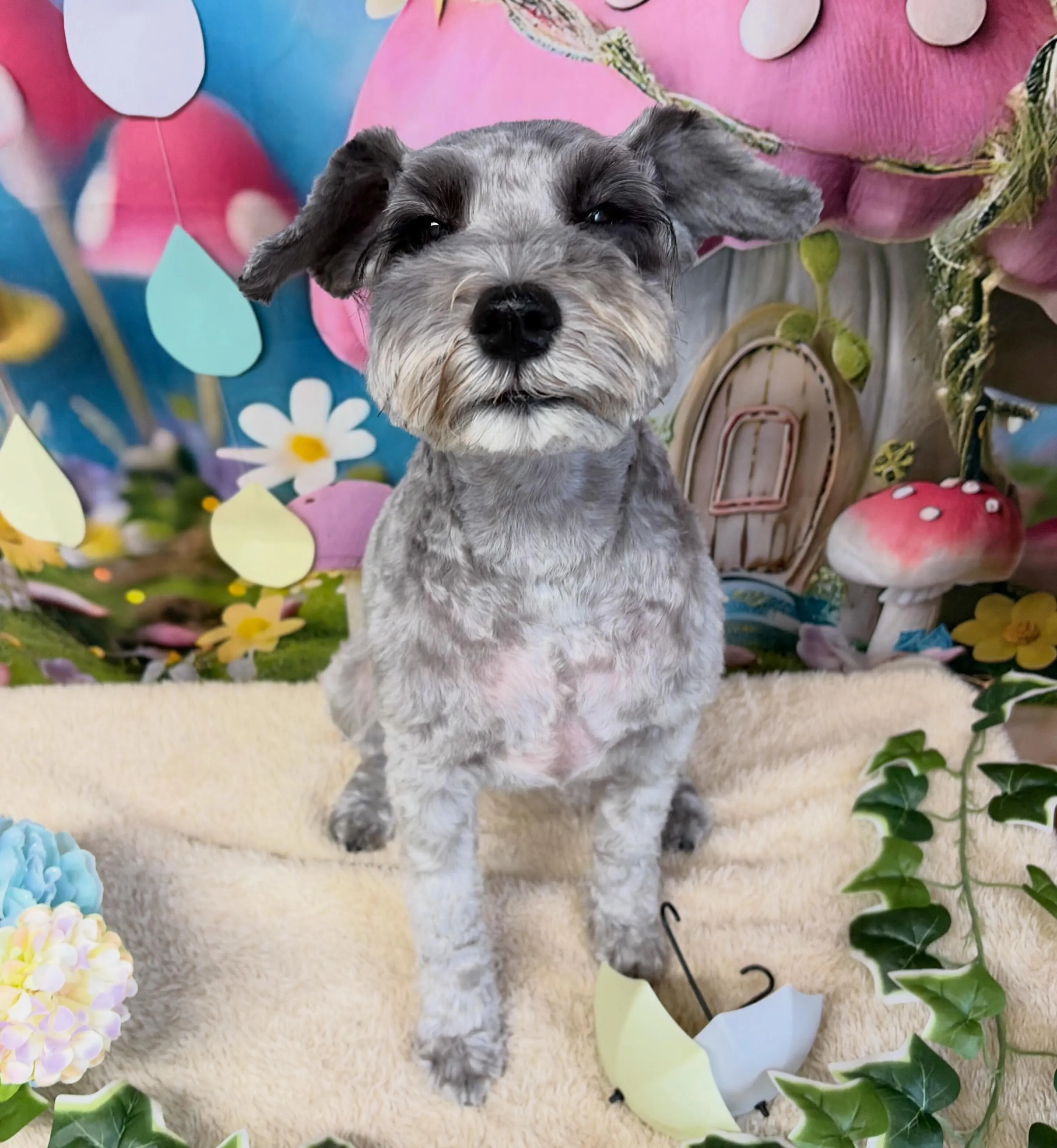🍃6/7のトリミング🍃ミニチュアシュナウザー🐶|名東区・千種...