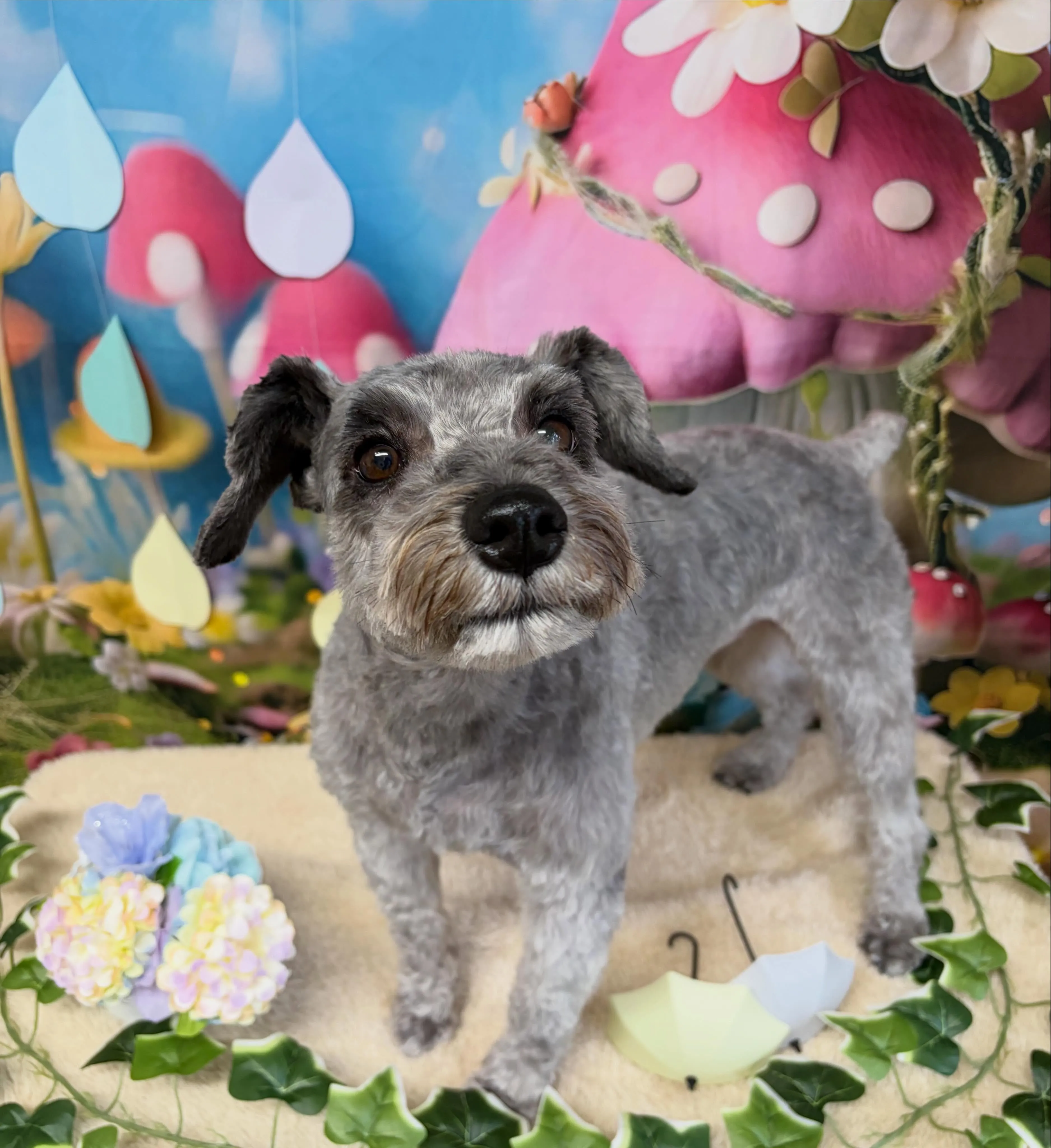 🍃6/7のトリミング🍃ミニチュアシュナウザー🐶|名東区・千種...