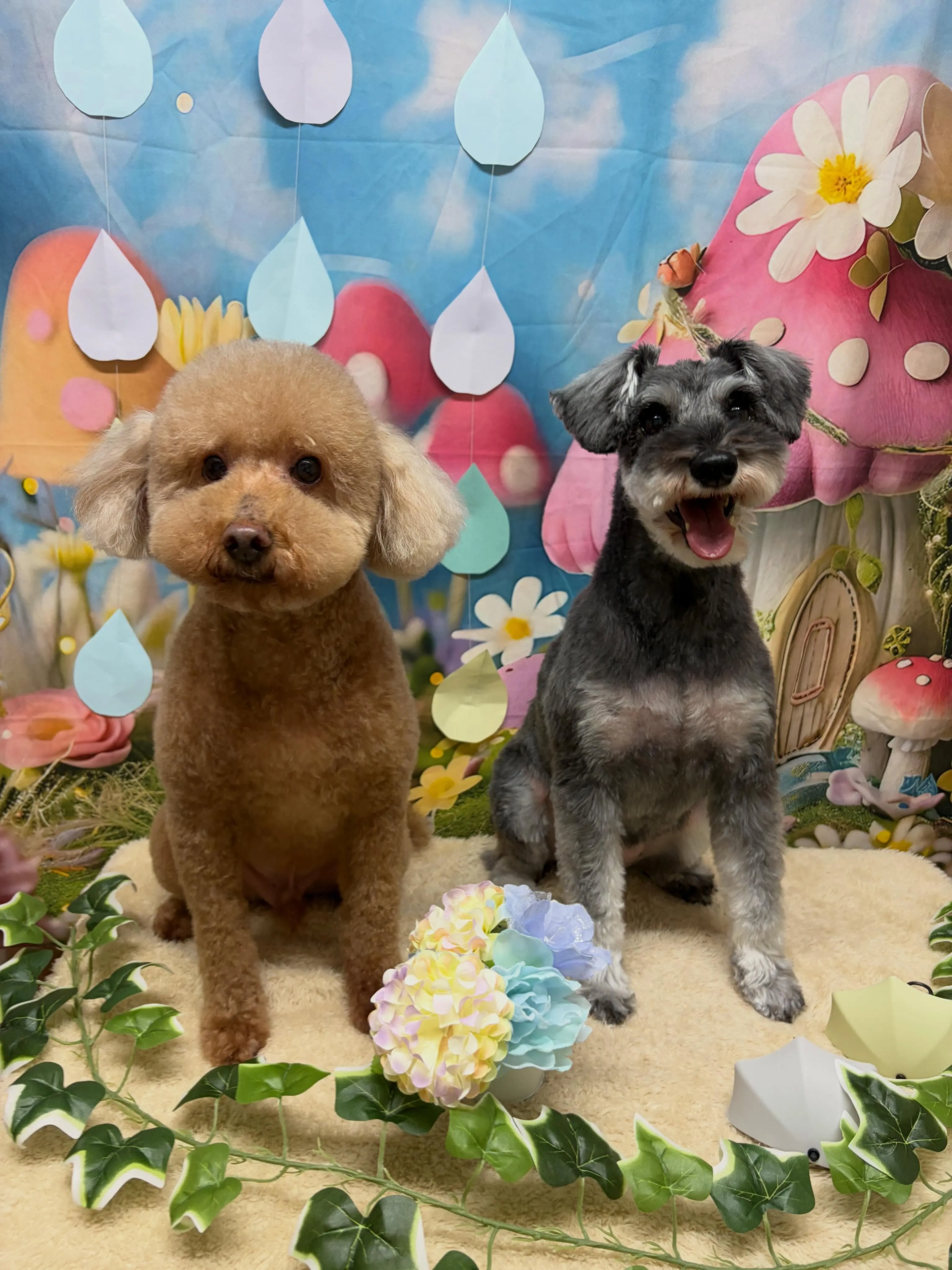 🍃6/7のトリミング🍃プードル🐶シュナウザー🐶｜名東区・千種...