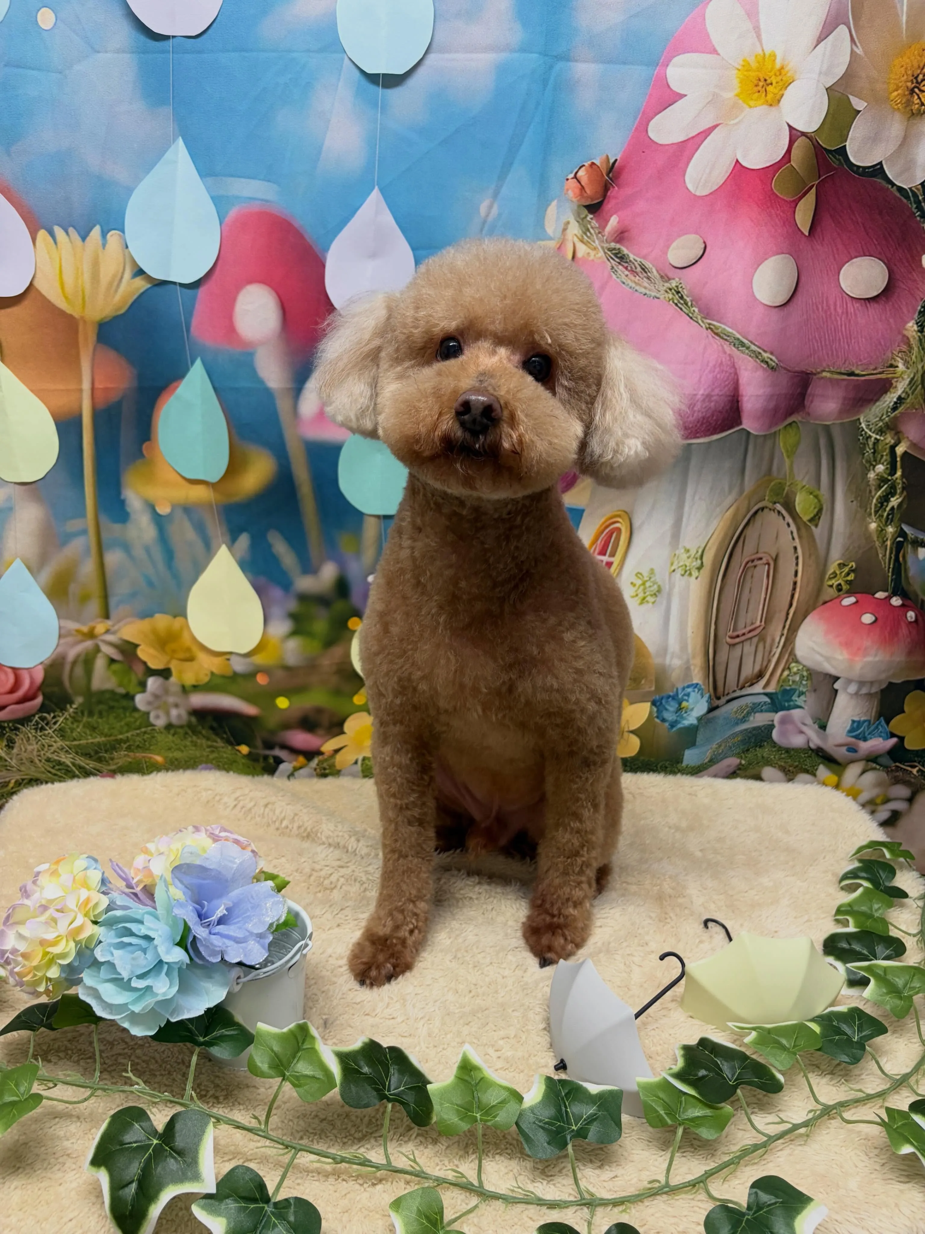 🍃6/7のトリミング🍃プードル🐶シュナウザー🐶｜名東区・千種...