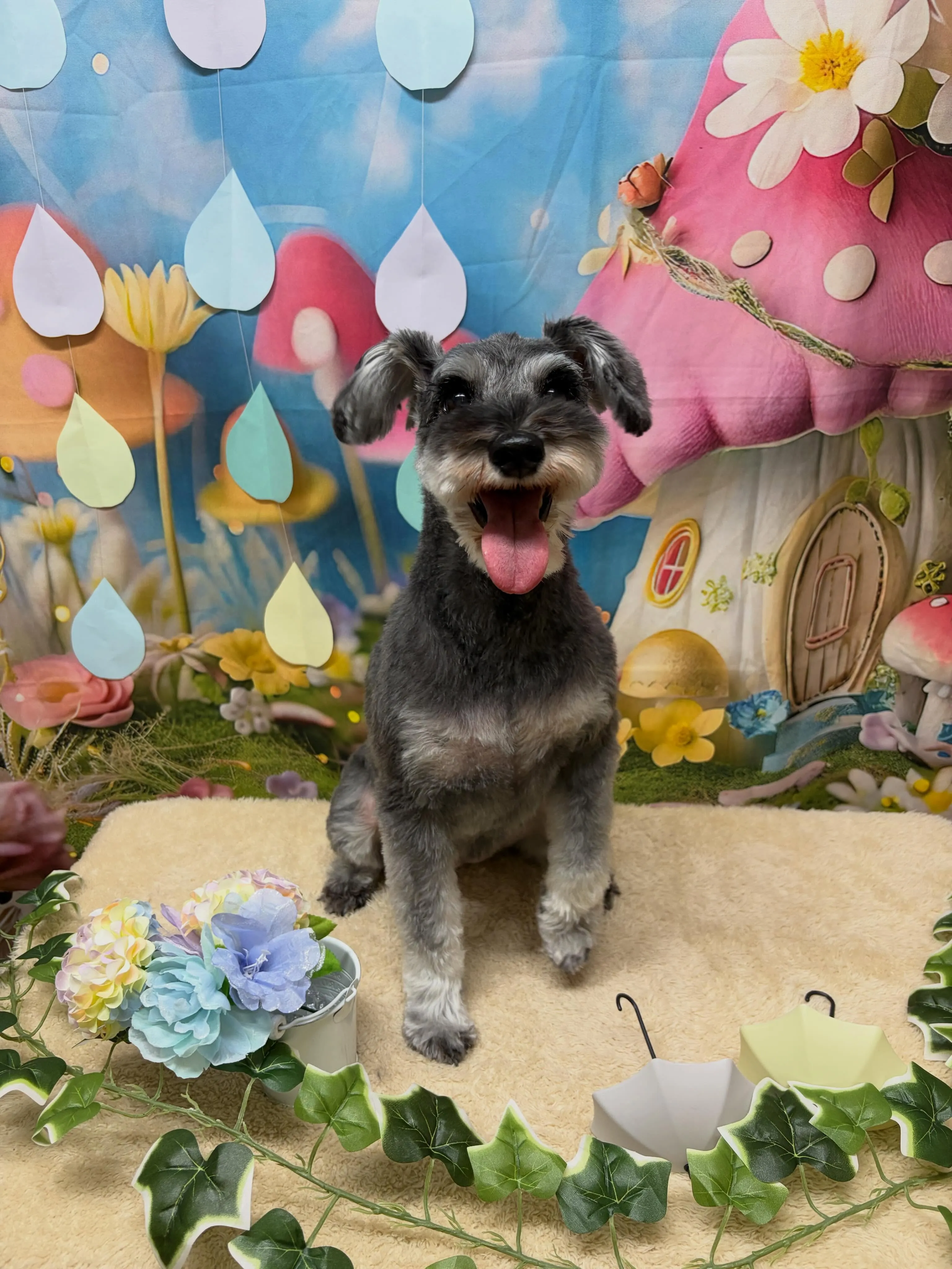 🍃6/7のトリミング🍃プードル🐶シュナウザー🐶｜名東区・千種...