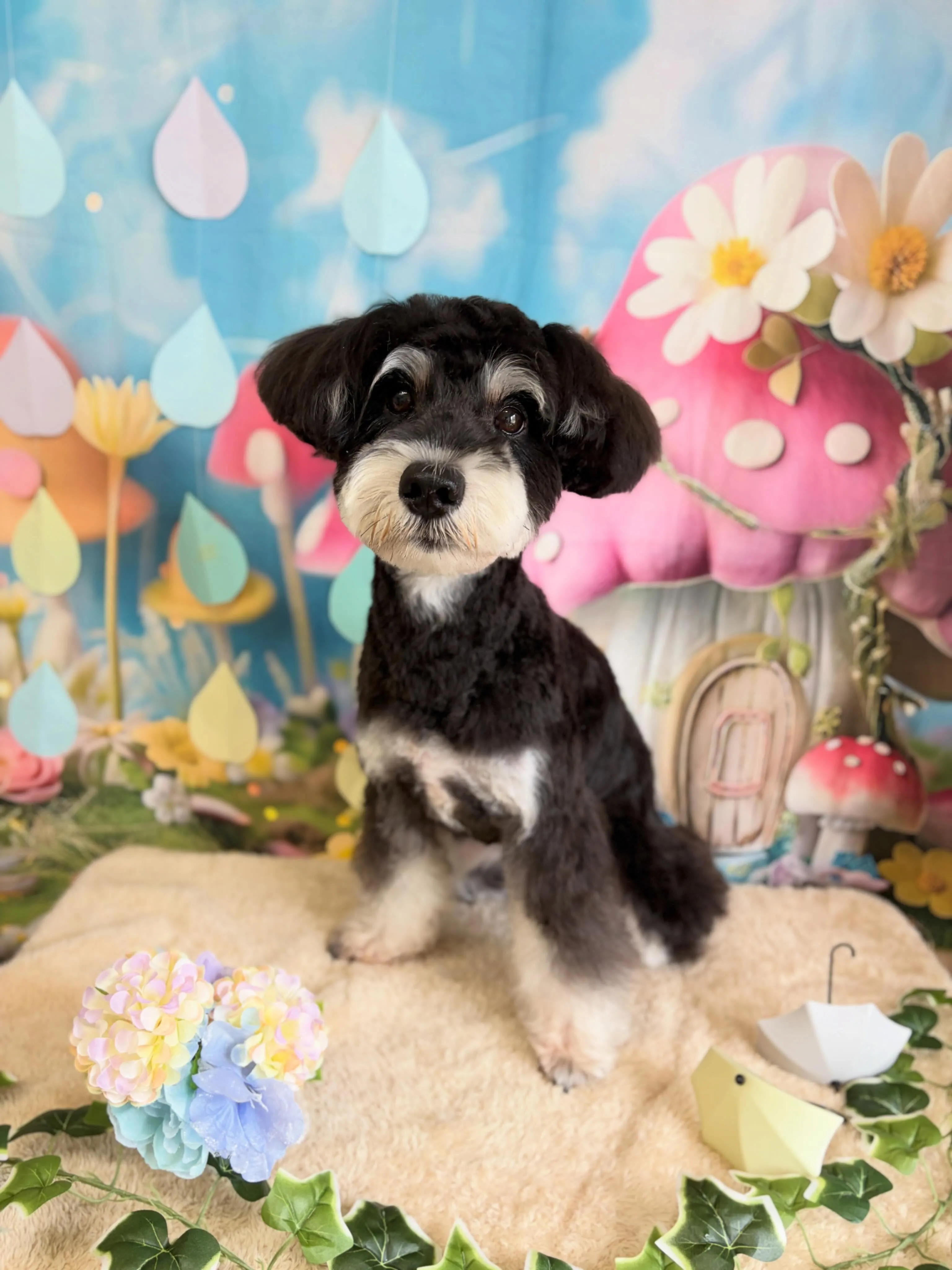 🍃6/8のトリミング🍃シュナウザー🐶｜名東区・千種区・守山区...