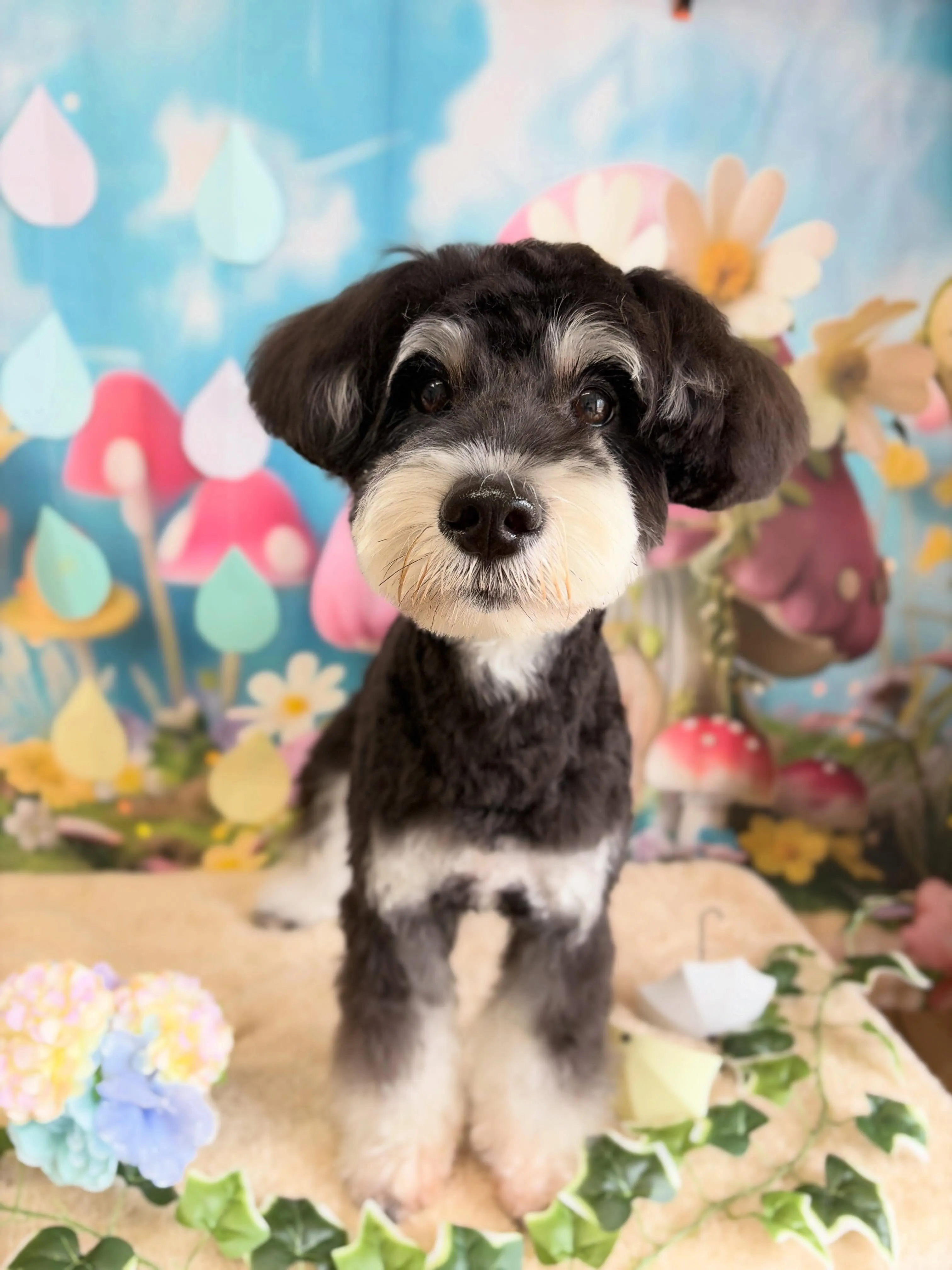 🍃6/8のトリミング🍃シュナウザー🐶｜名東区・千種区・守山区...