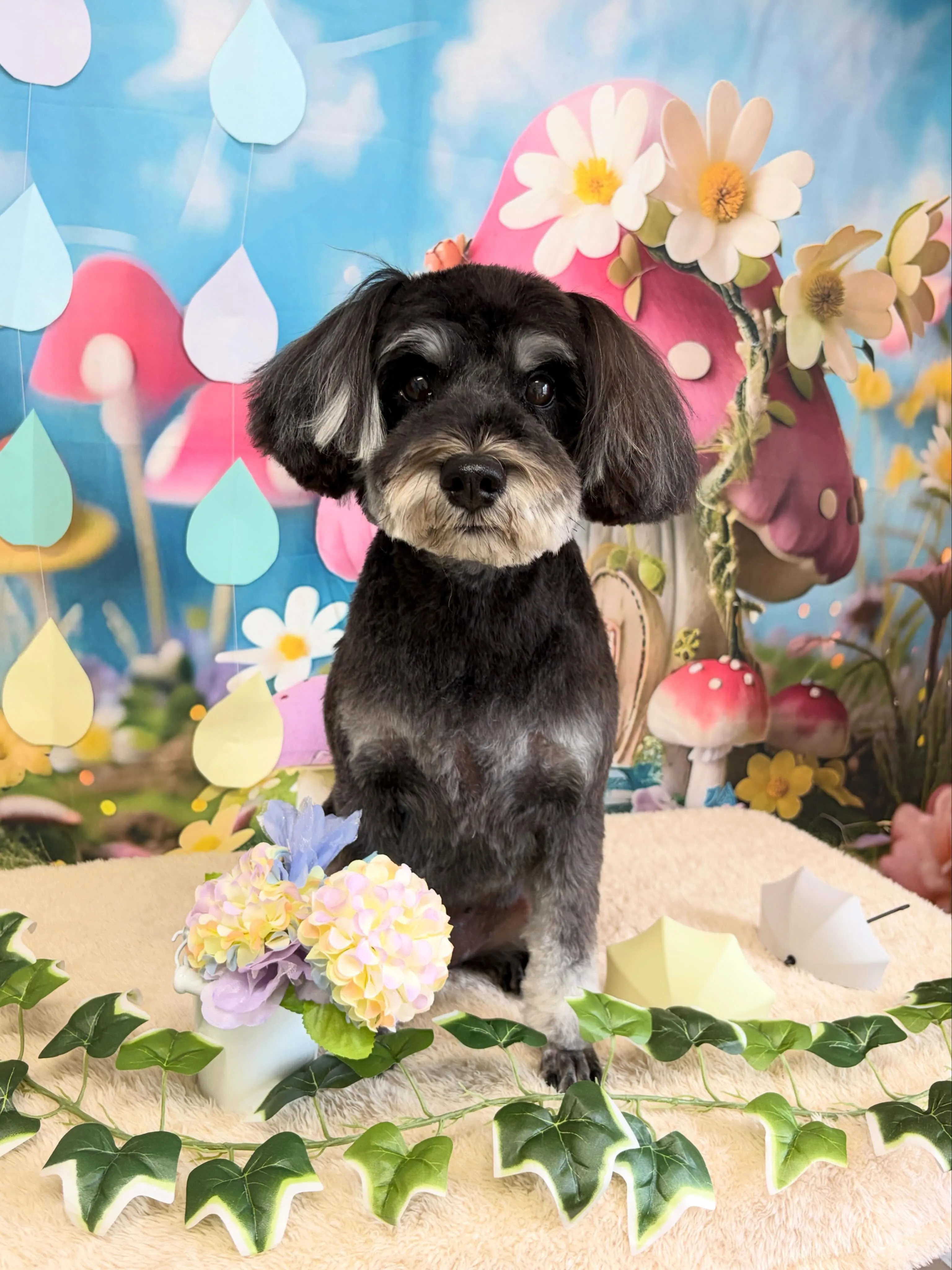 🍃6/8のトリミング🍃シュナウザー🐶｜名東区・千種区・守山区...