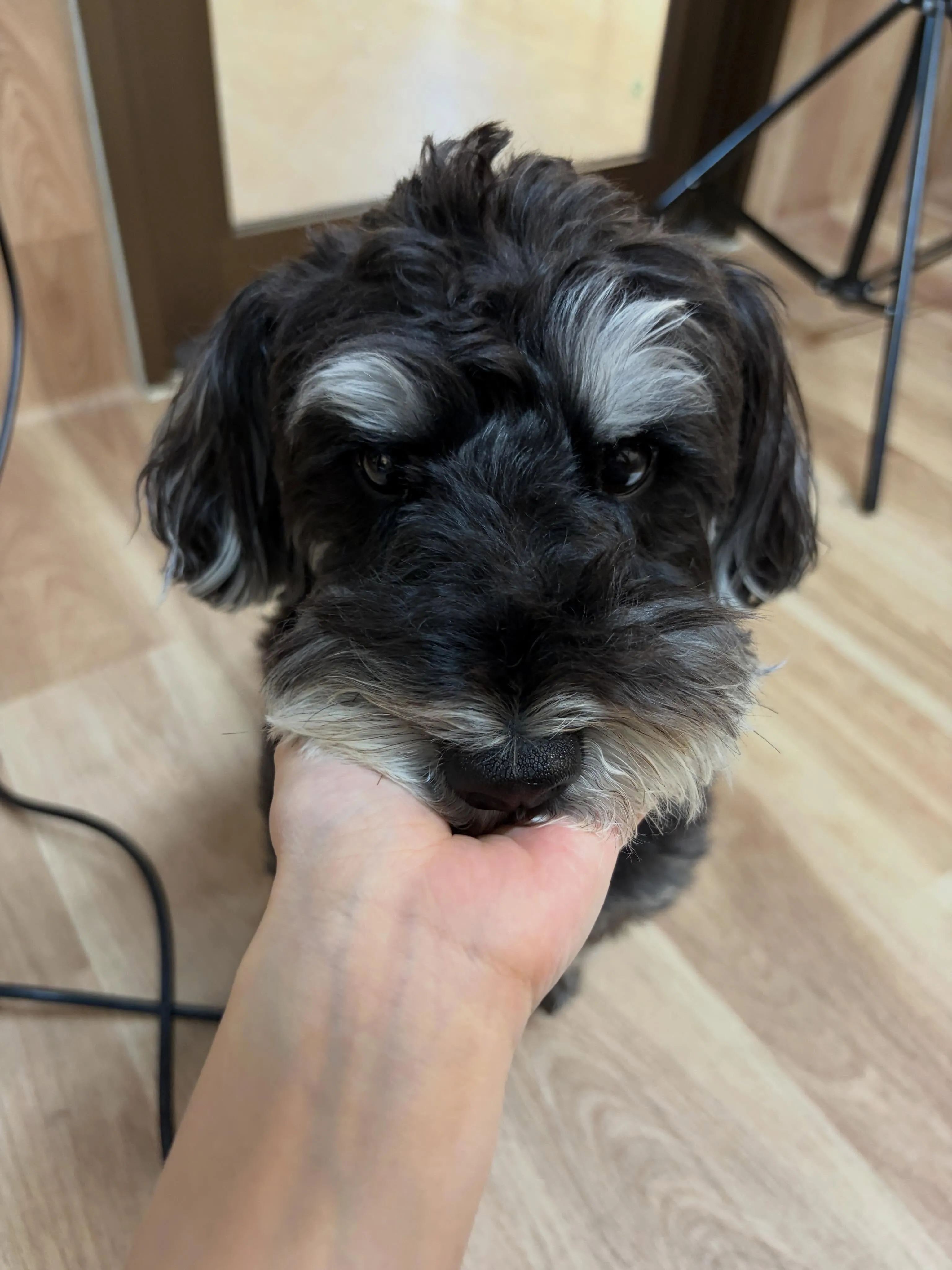 🍃6/8のトリミング🍃シュナウザー🐶｜名東区・千種区・守山区...