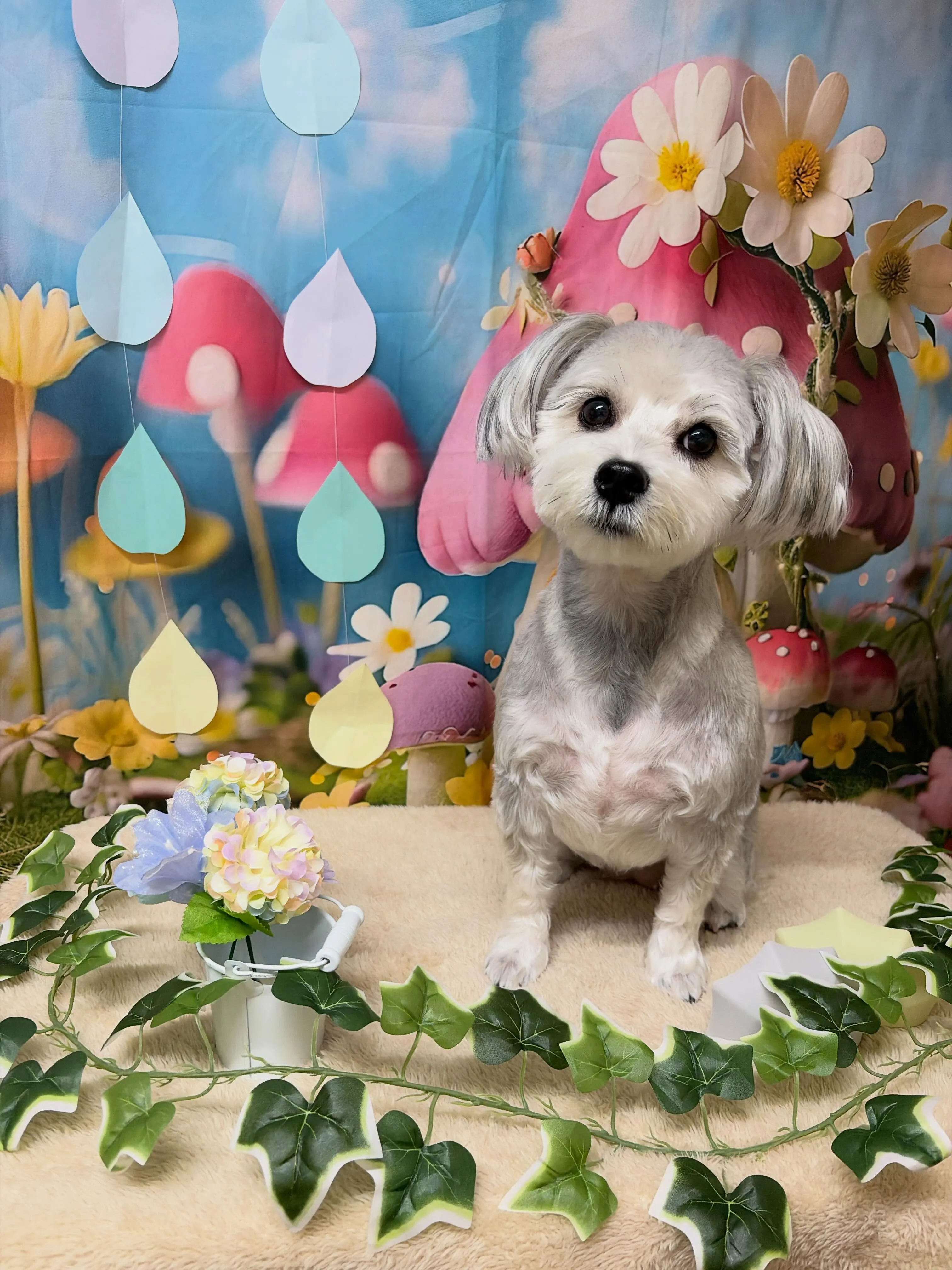 🍃6/8のトリミング🍃ミックス犬🐶｜名東区・千種区・守山区の...
