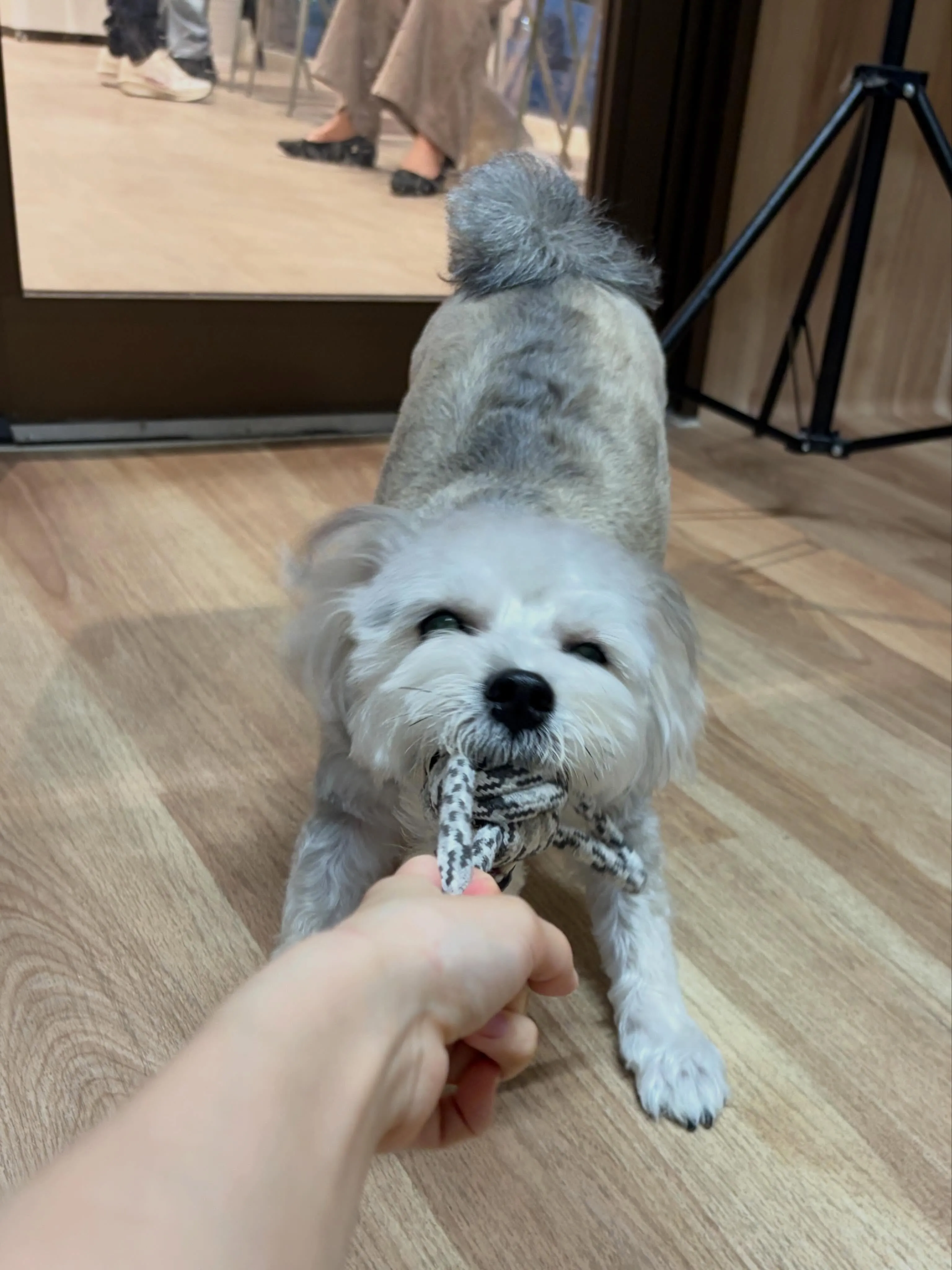 🍃6/8のトリミング🍃ミックス犬🐶｜名東区・千種区・守山区の...