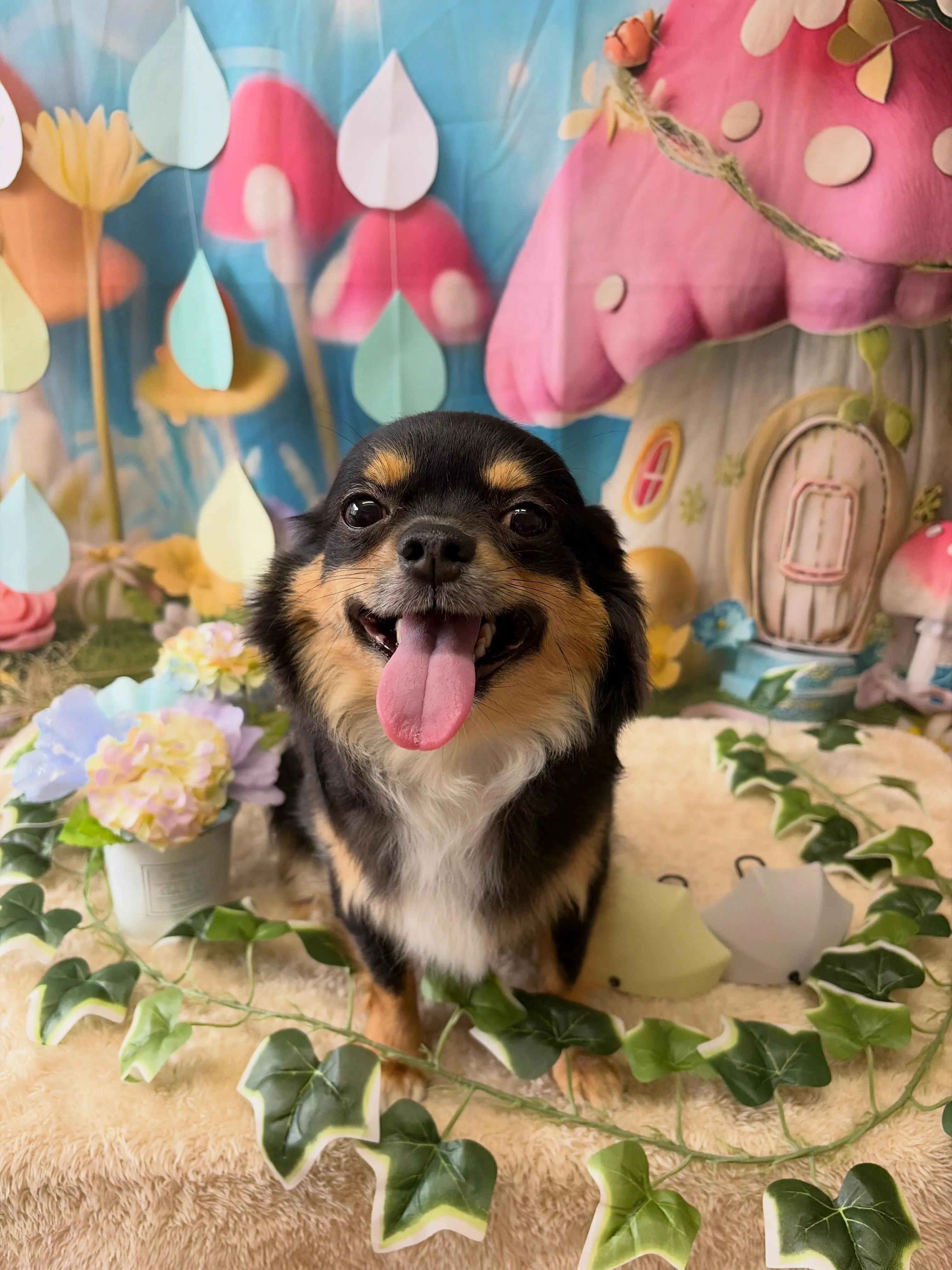 🍃6/9のトリミング🍃チワワ🐶｜名東区・千種区・守山区の動物...