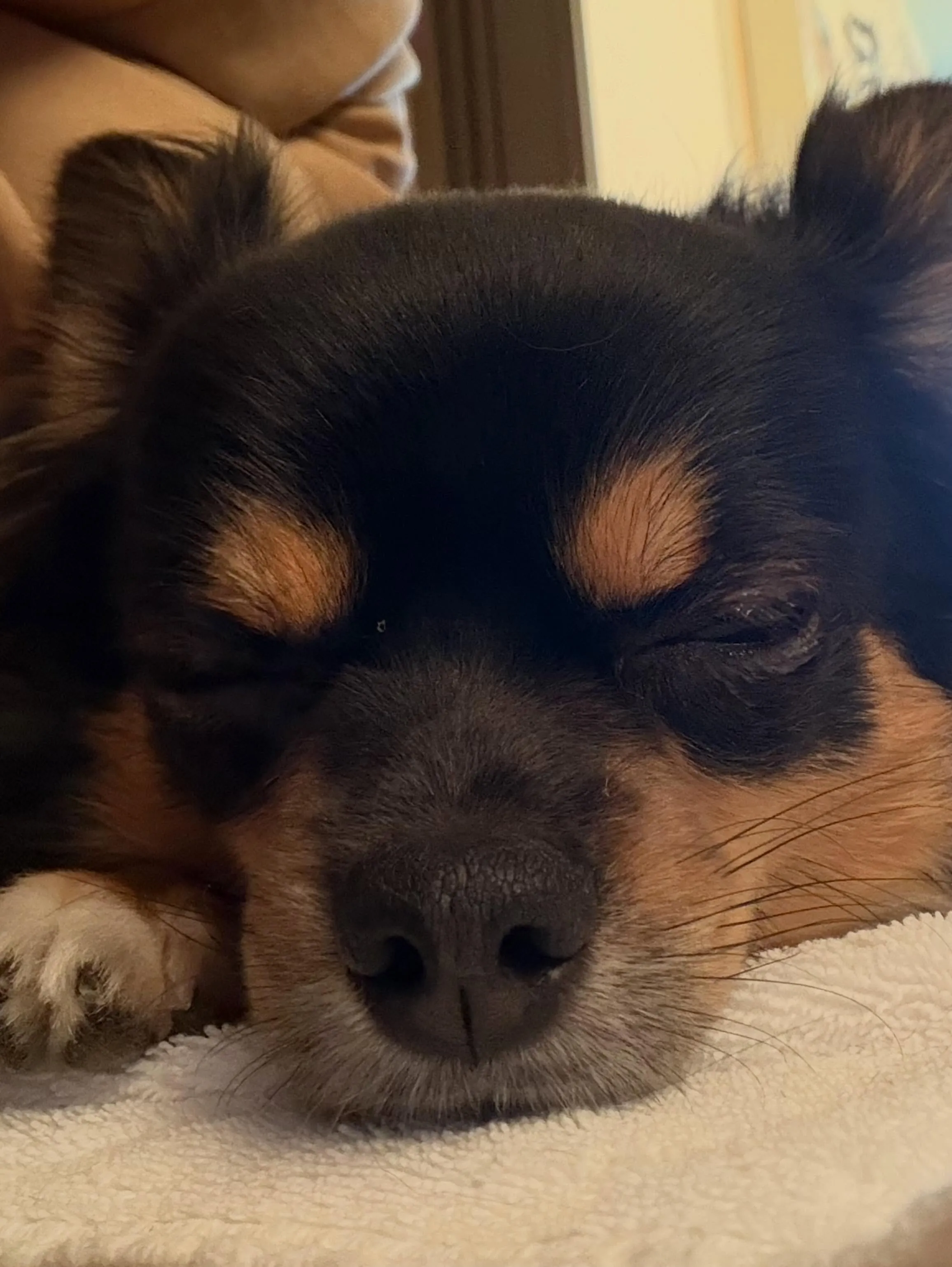 🍃6/9のトリミング🍃チワワ🐶｜名東区・千種区・守山区の動物...