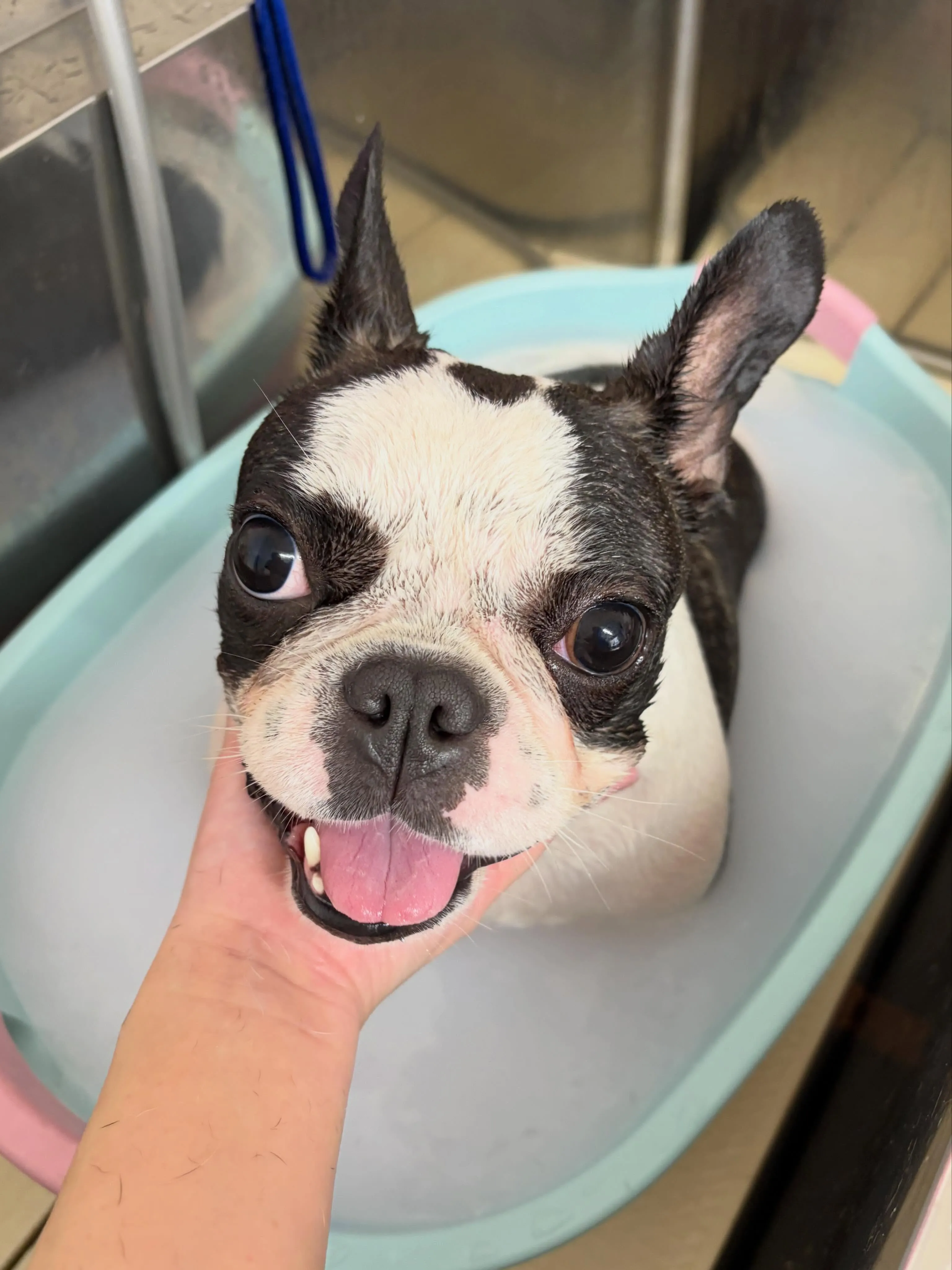 🍃6/9のトリミング🍃フレンチブルドッグ🐶｜名東区・千種区・...