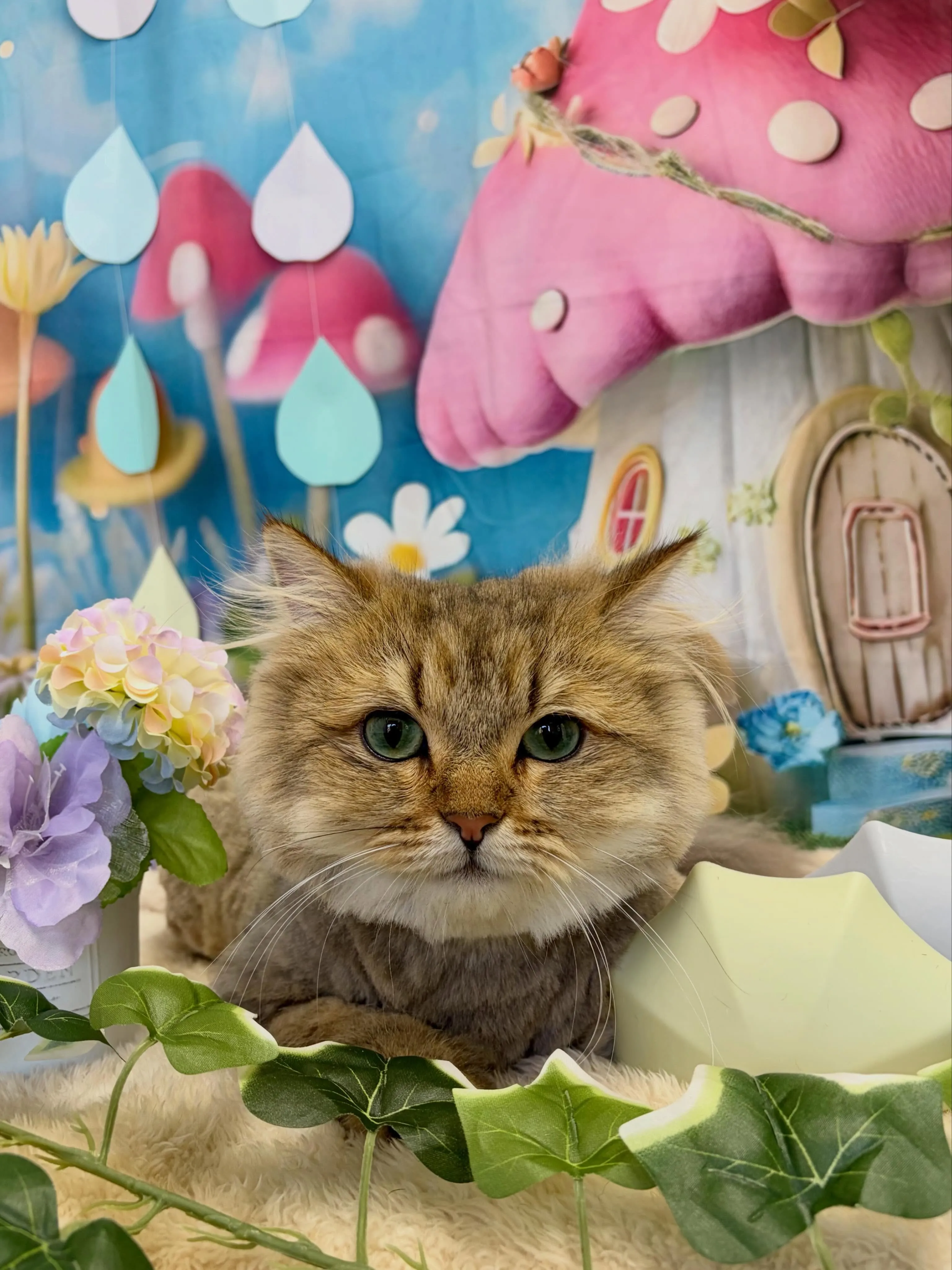 🍃6/10のトリミング🍃ラガマフィン🐱｜名東区・千種区・守山...