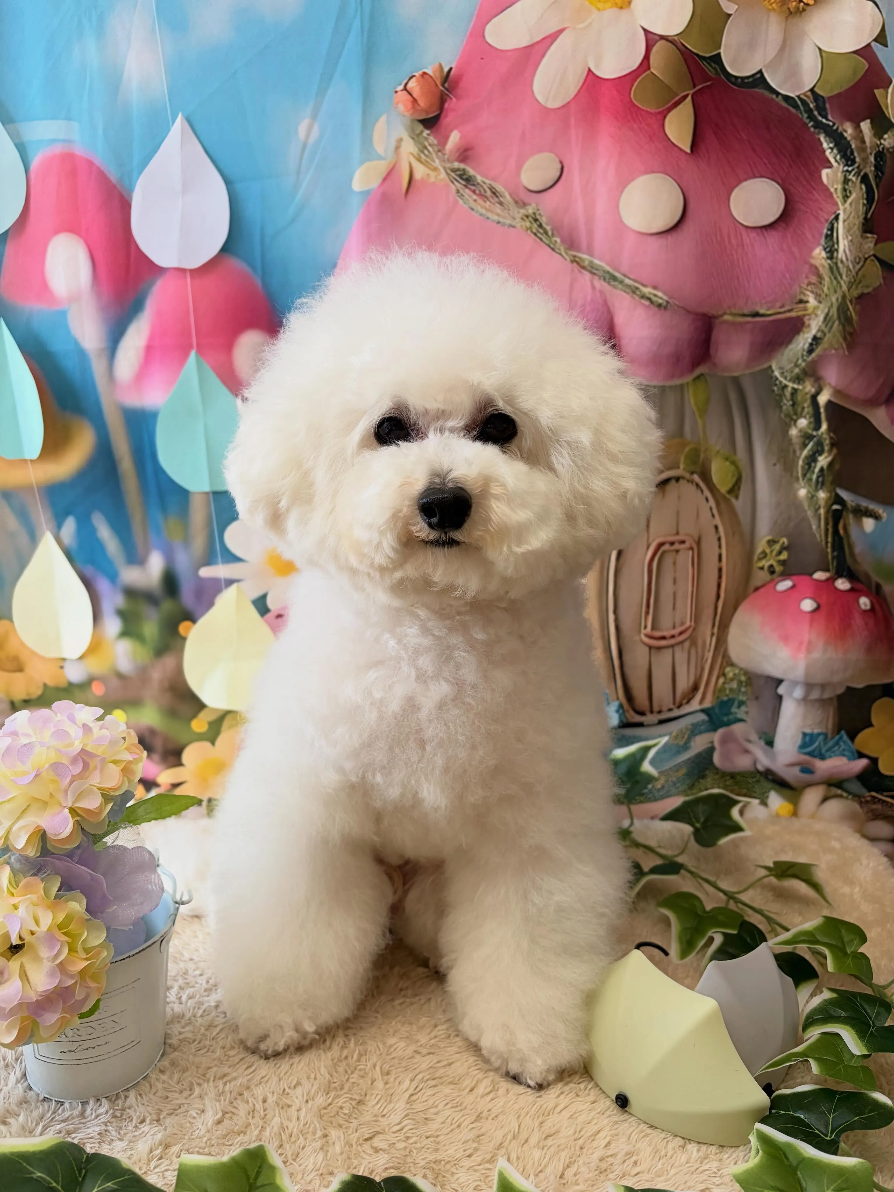 🍃6/10のトリミング🍃プードル🐶｜名東区・千種区・守山区の...