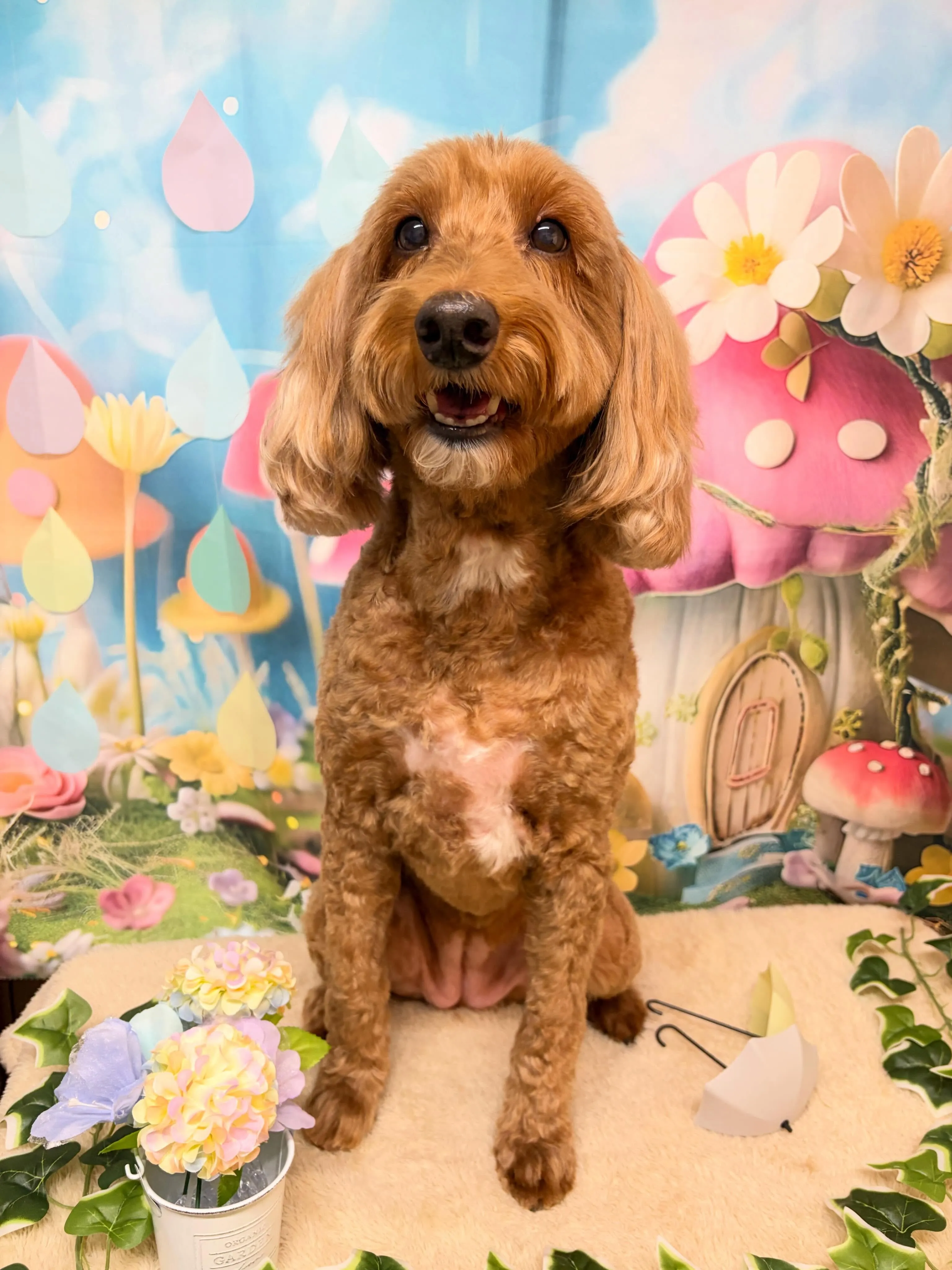 🍃5/12のトリミング🍃ドゥードゥル🐶｜名東区・千種区・守山...