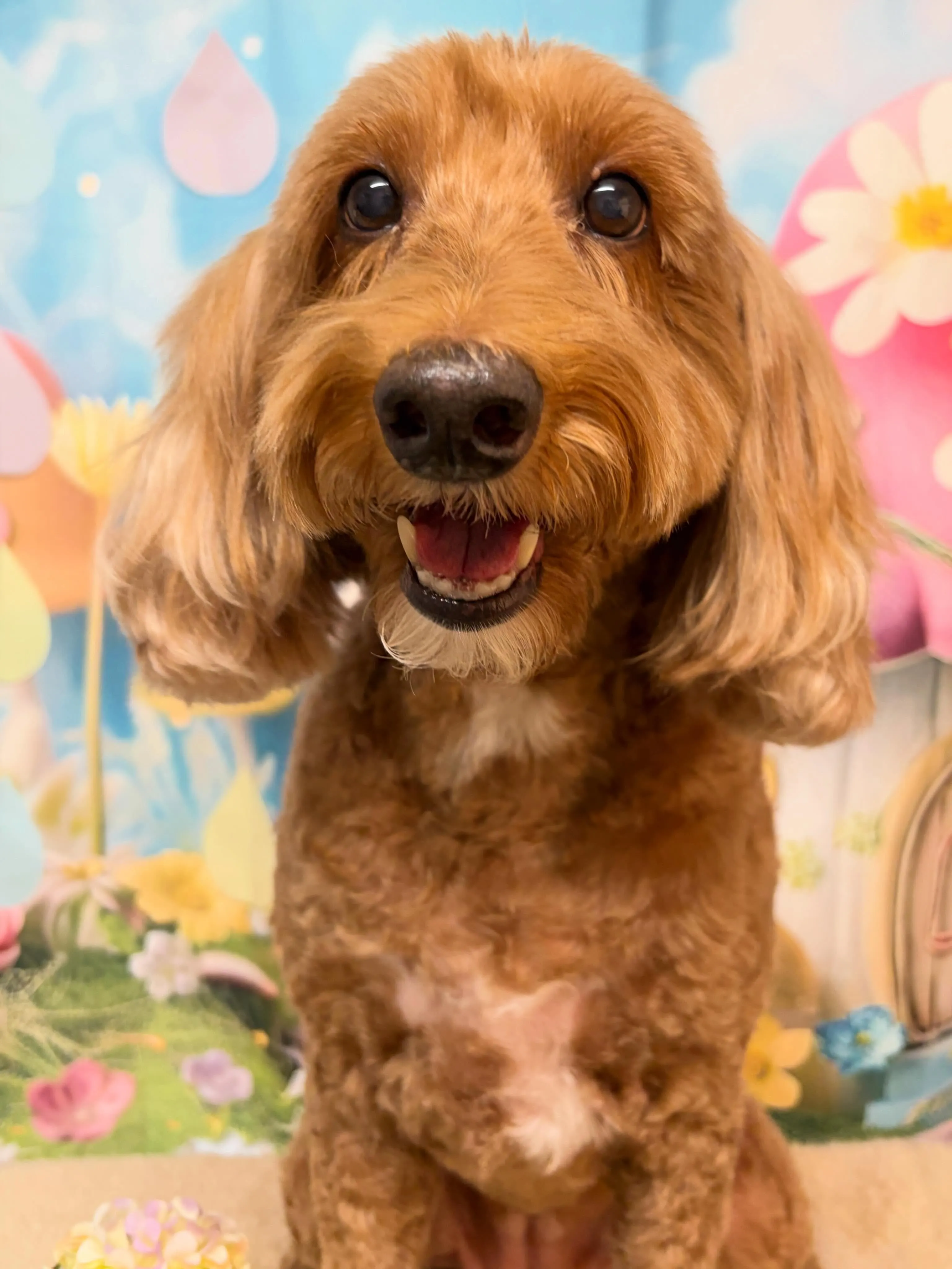 🍃5/12のトリミング🍃ドゥードゥル🐶｜名東区・千種区・守山...