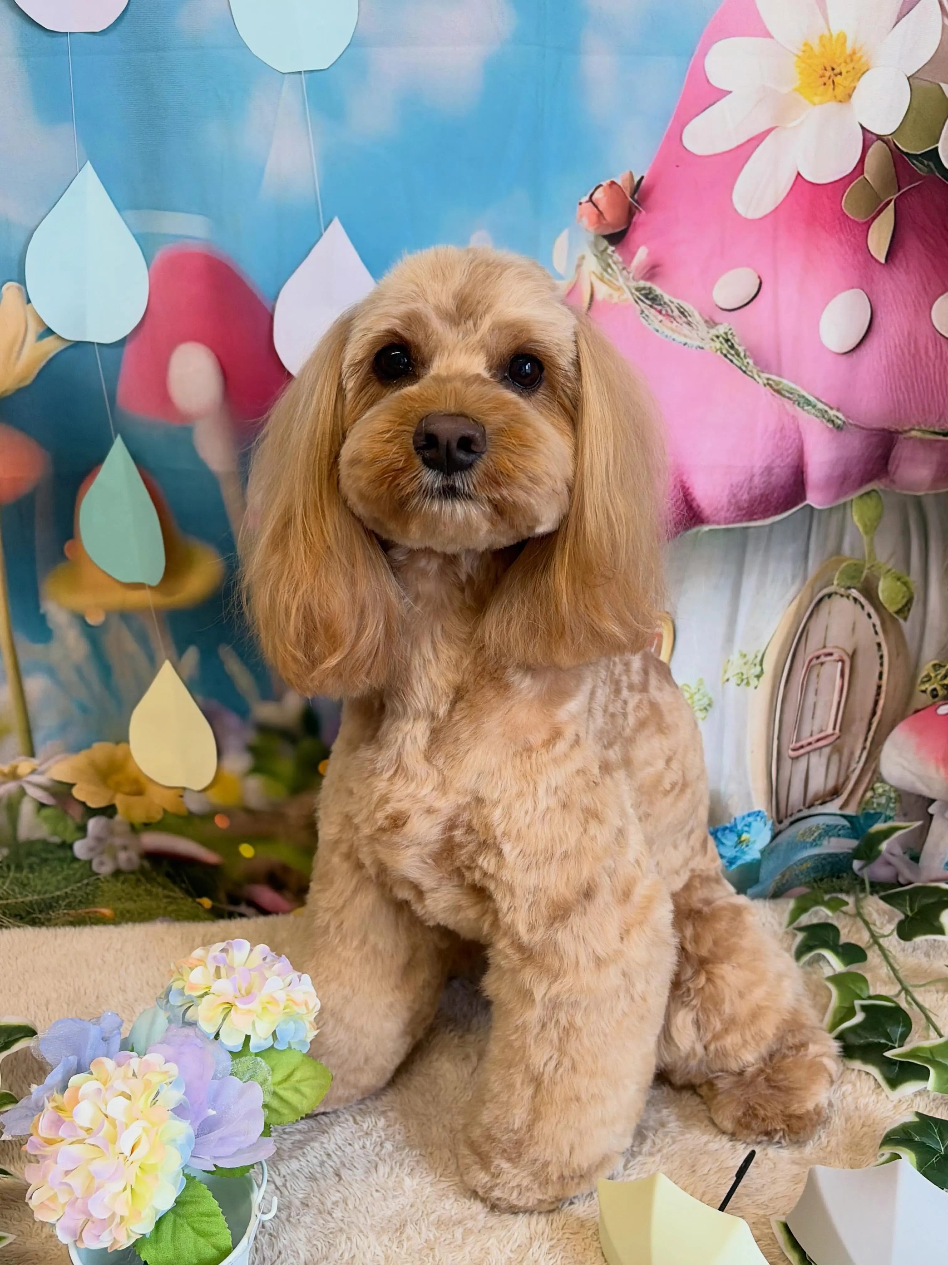 🍃6/12のトリミング🍃ミックス犬🐶｜名東区・千種区・守山区...