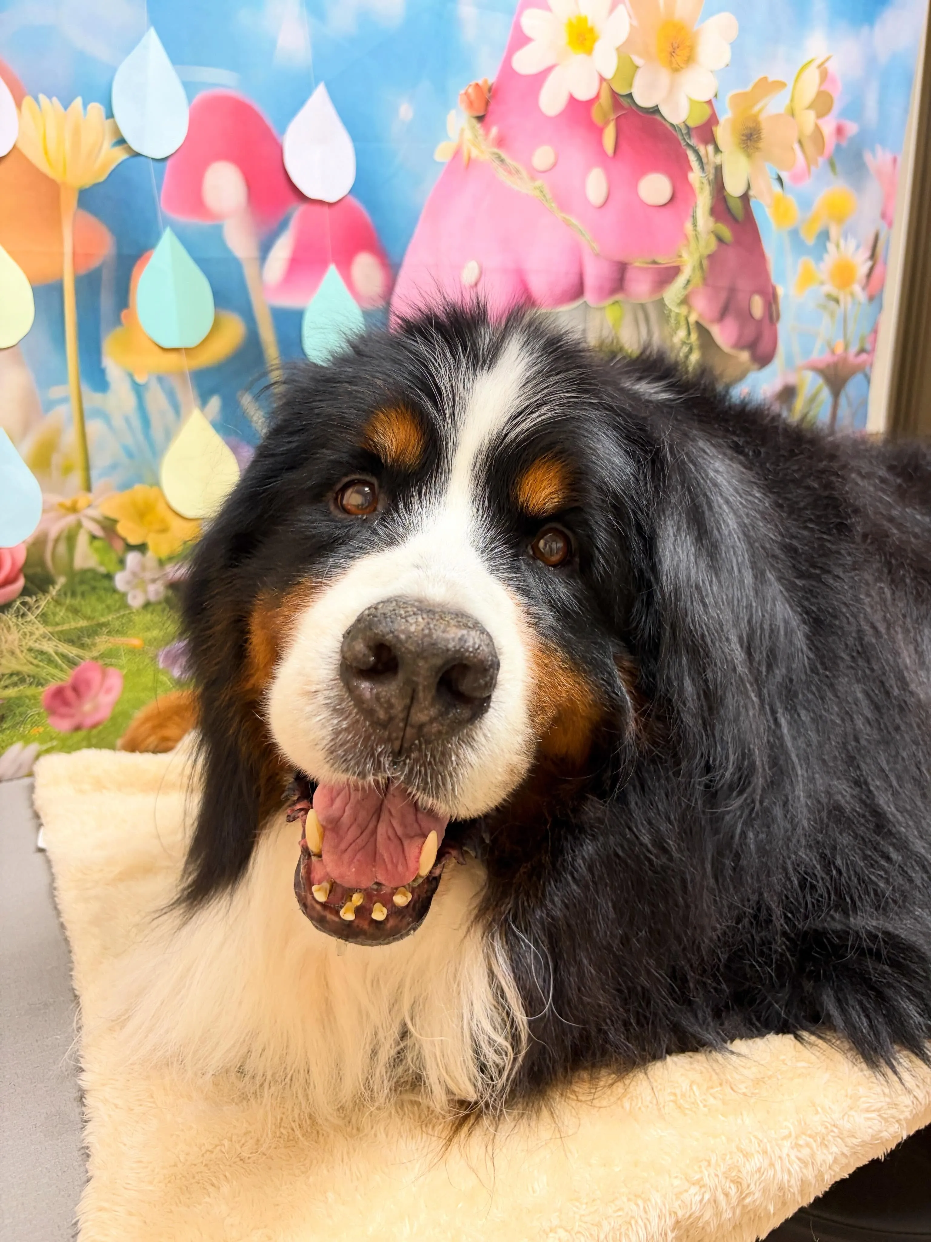 🍃6/12のトリミング🍃バーニーズマウンテンドッグ🐶｜名東区...
