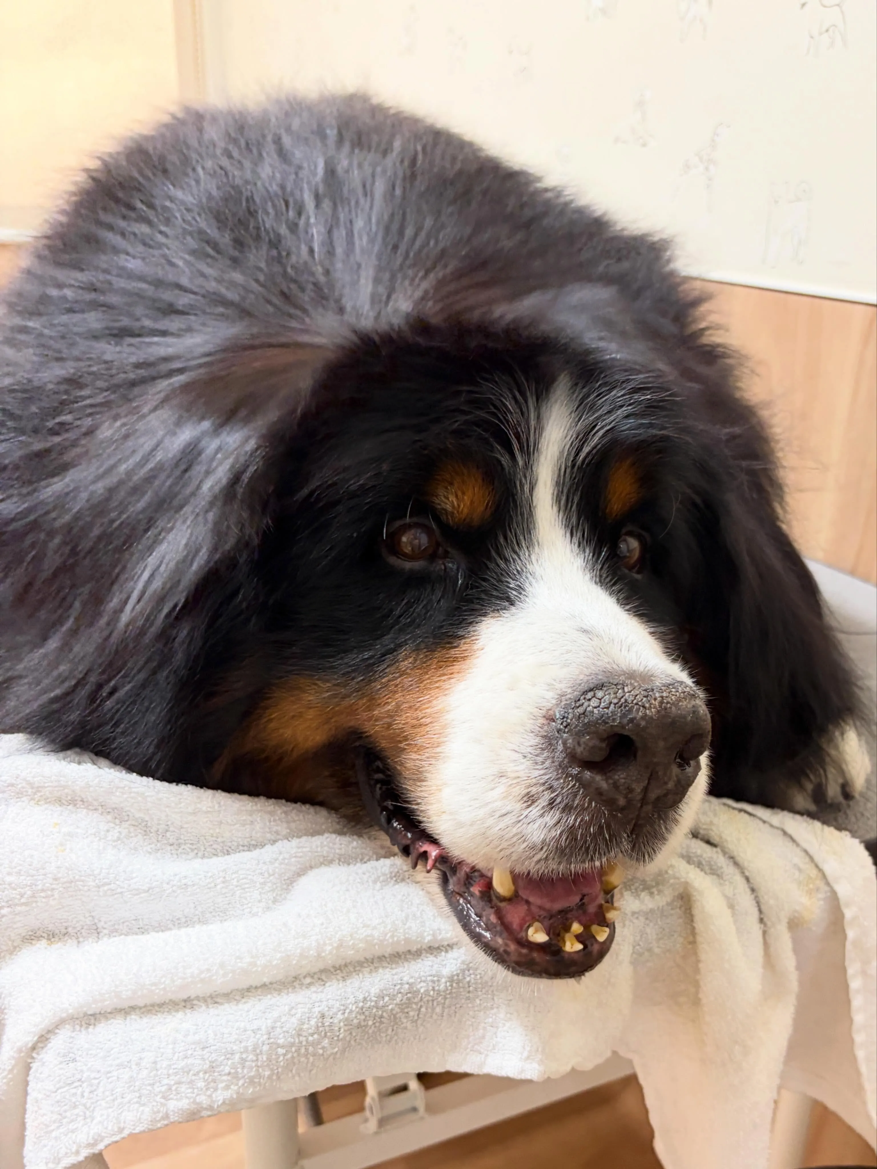 🍃6/12のトリミング🍃バーニーズマウンテンドッグ🐶|名東区...