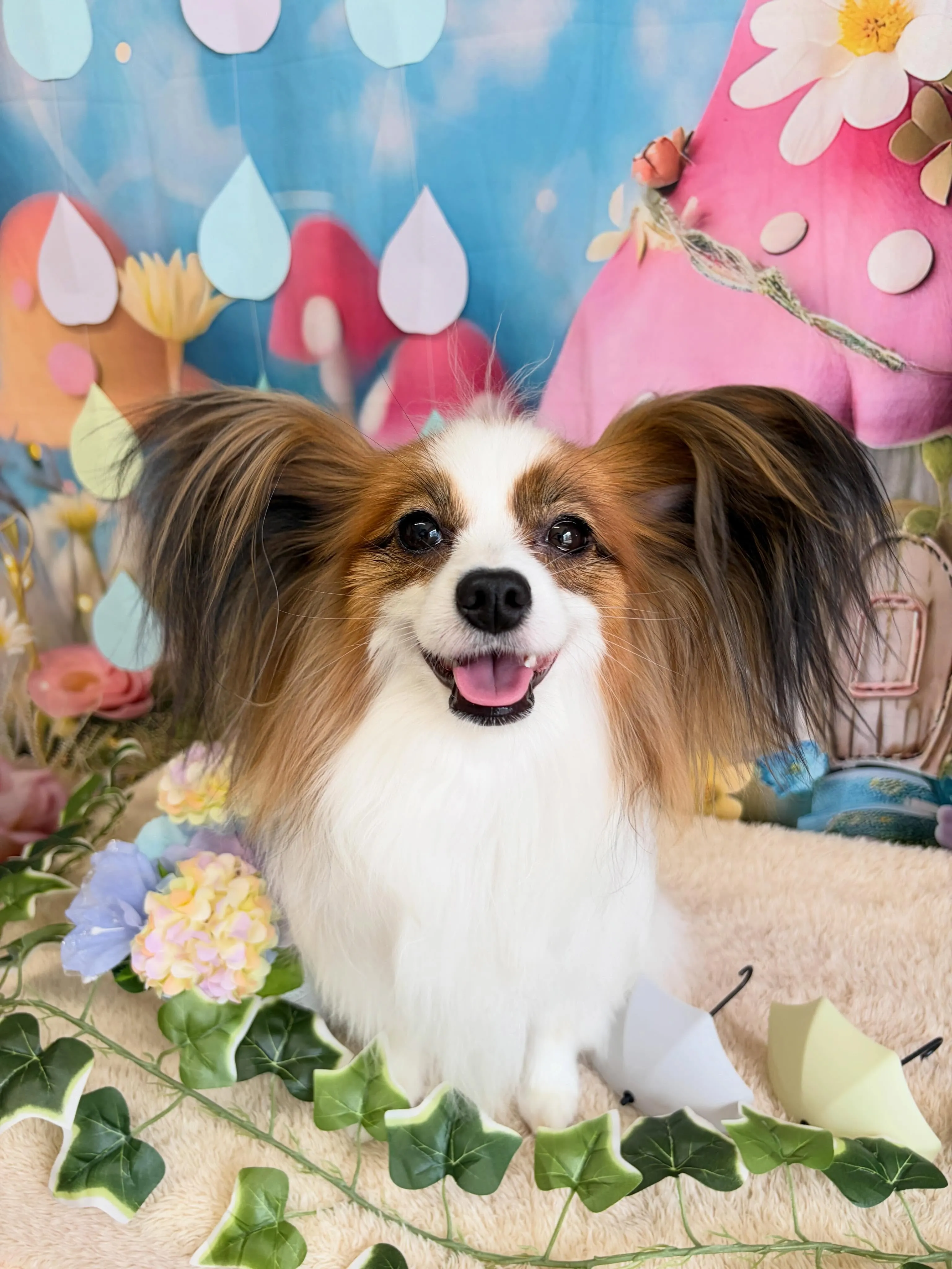 🍃5/10のトリミング🍃パピヨン🐶｜名東区・千種区・守山区の...
