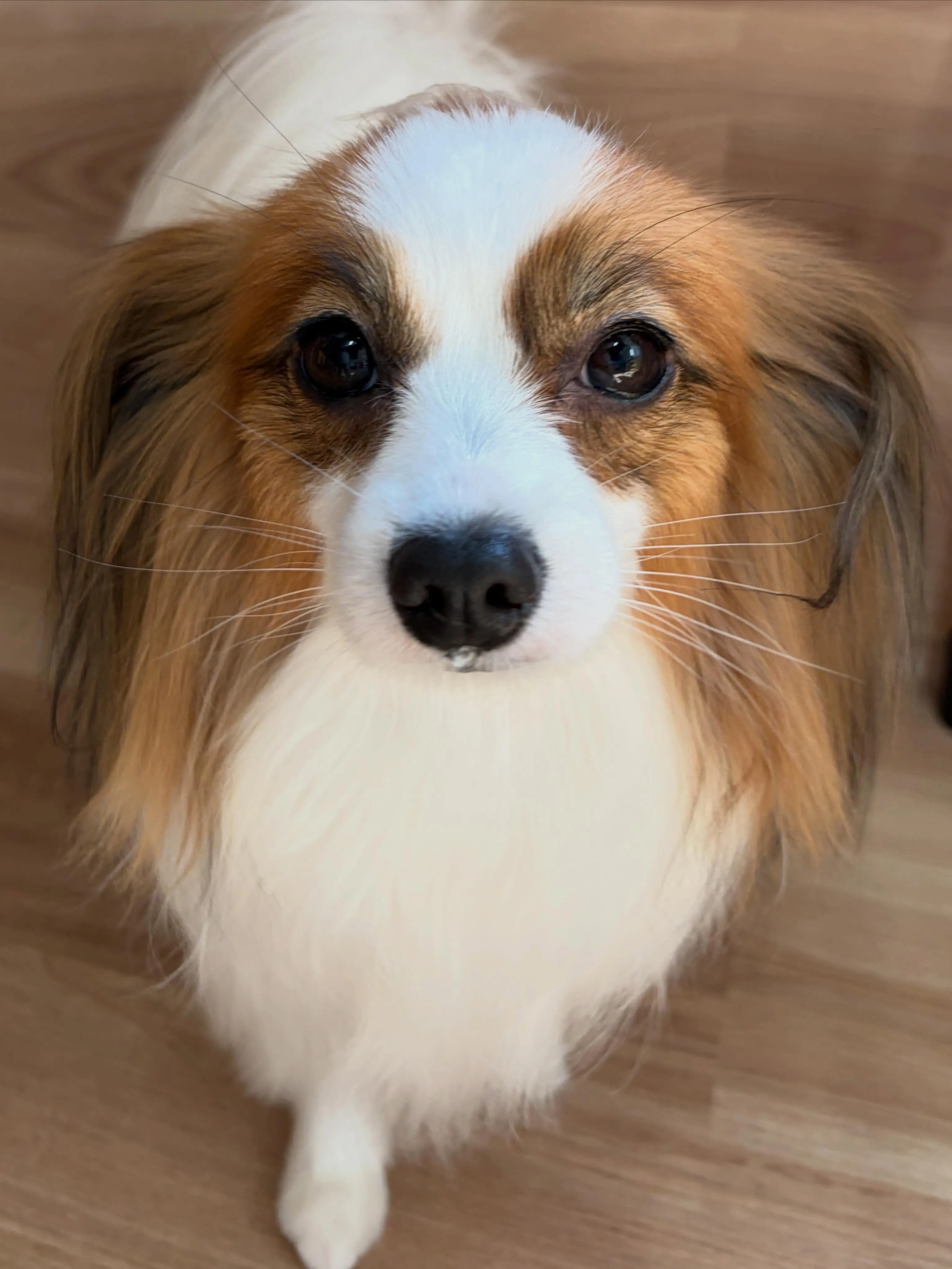 🍃5/10のトリミング🍃パピヨン🐶｜名東区・千種区・守山区の...
