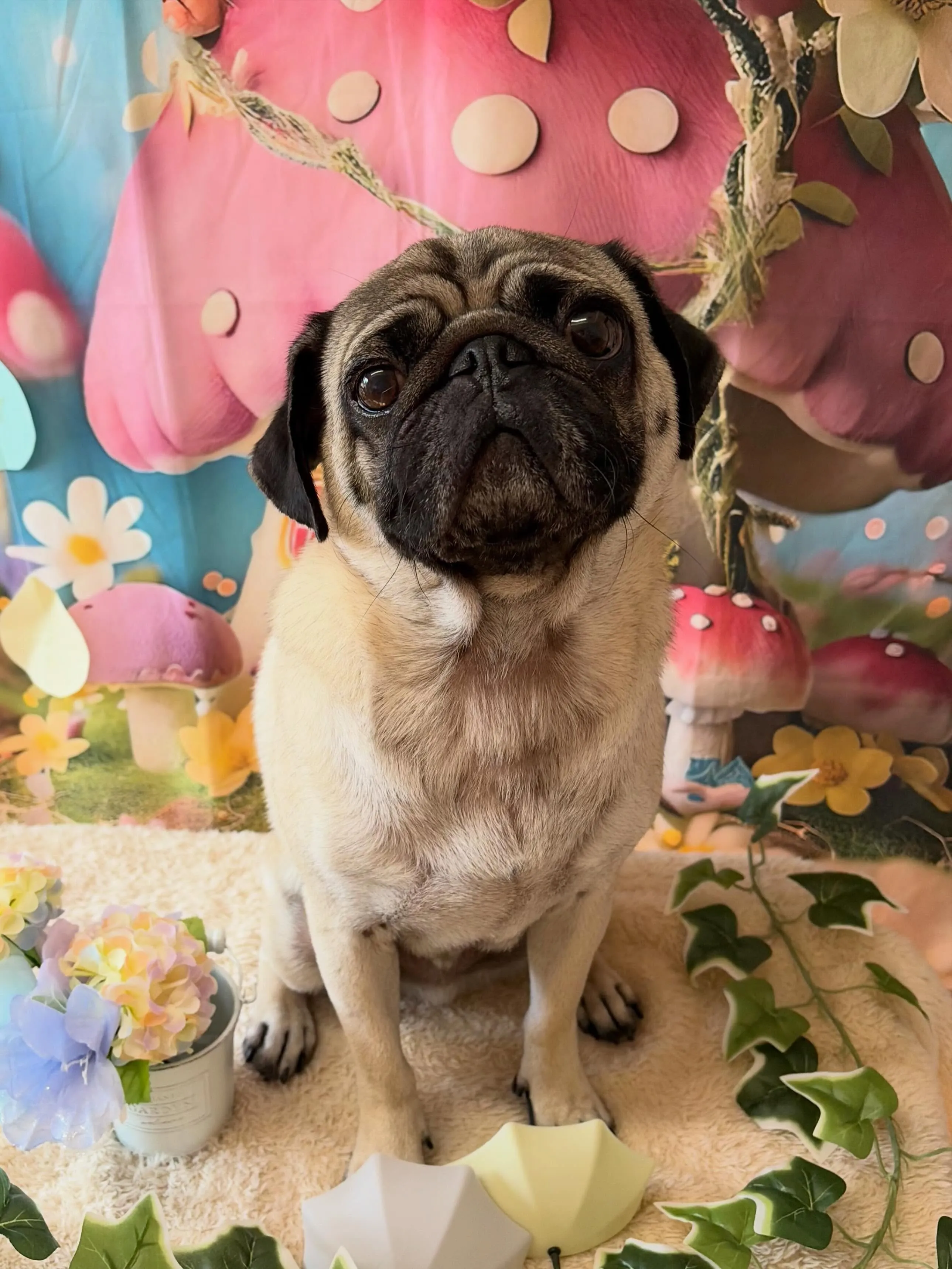 🍃6/13のトリミング🍃パグ🐶｜名東区・千種区・守山区の動物...