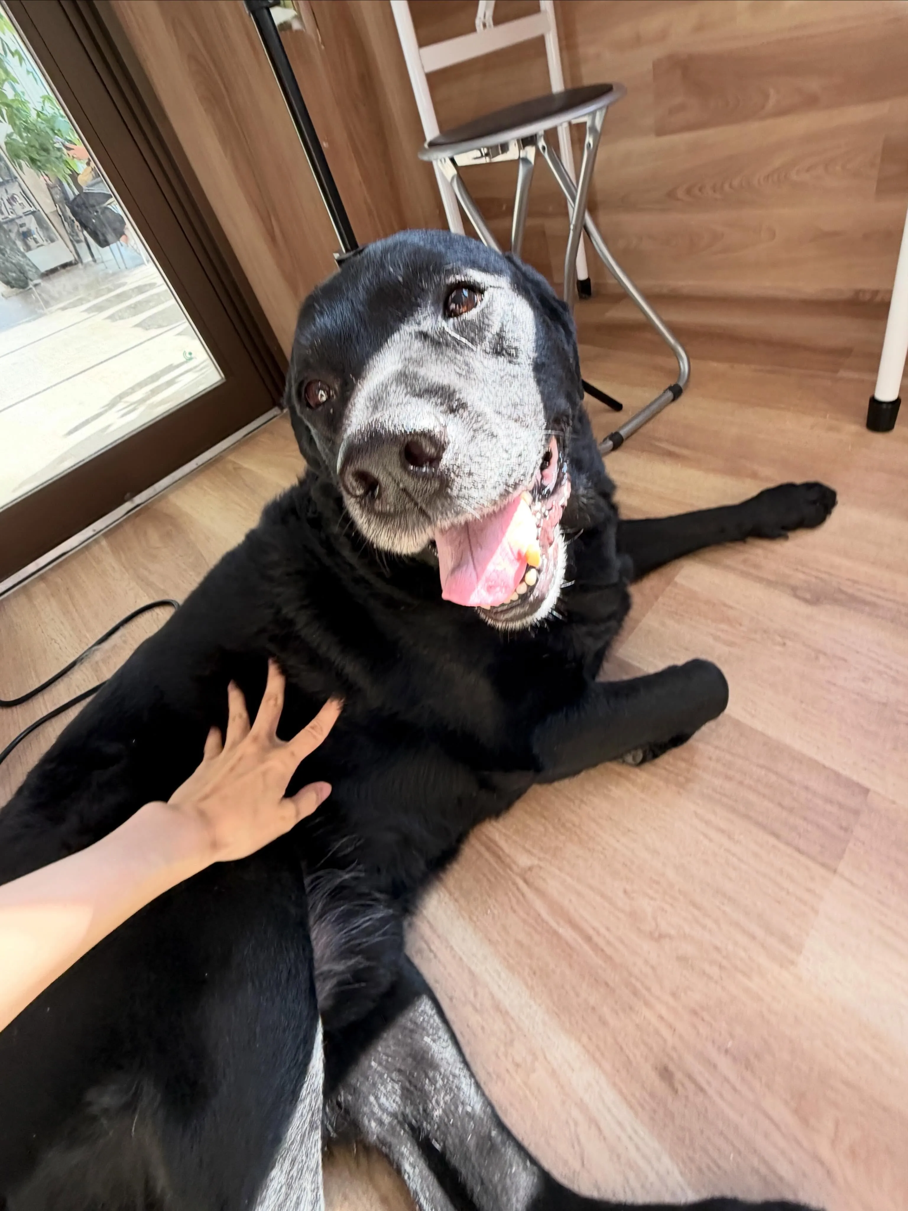 🍃6/13のトリミング🍃ラブラドールレトリバー🐶|名東区・千...