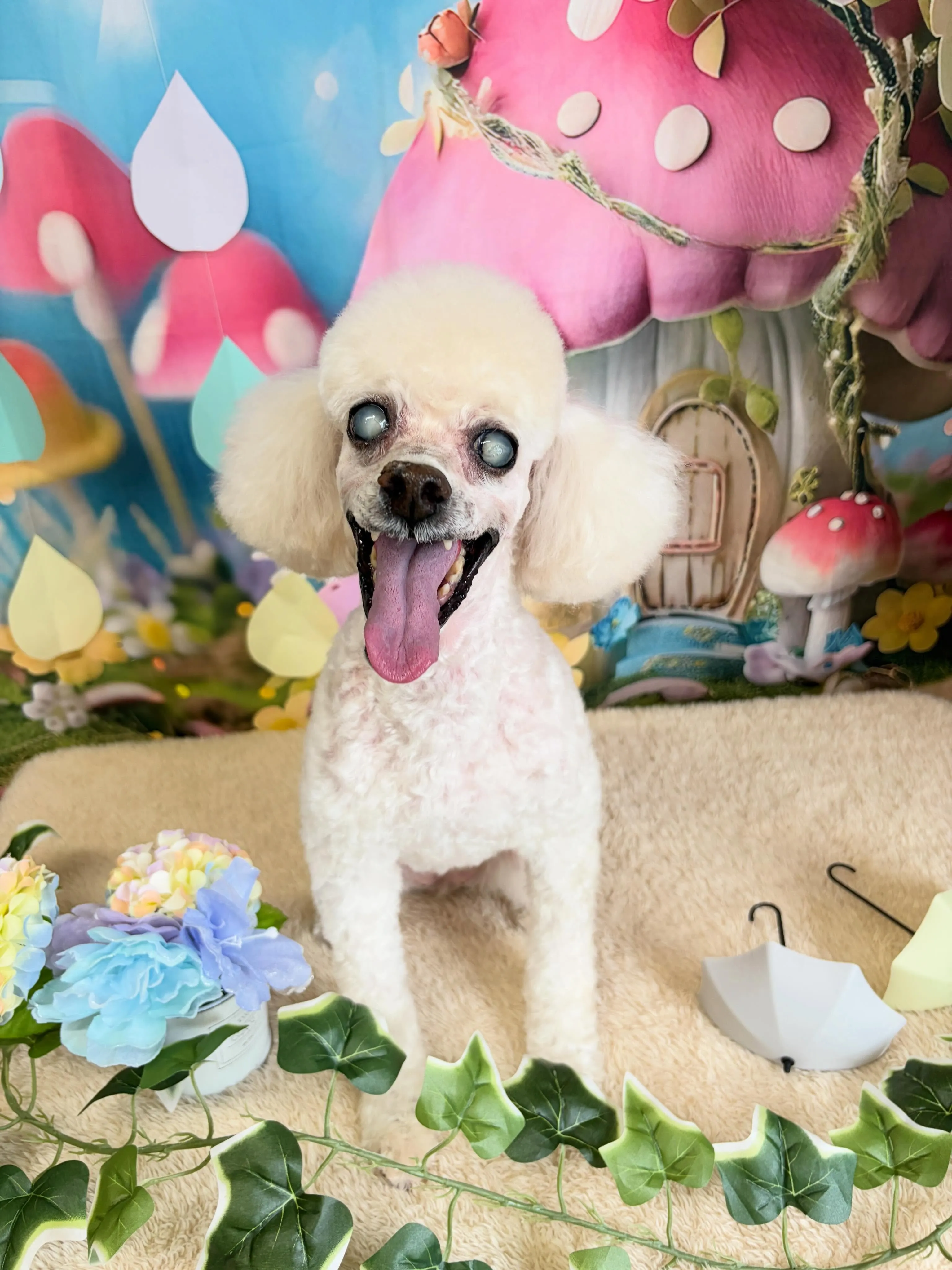 🍃6/13のトリミング🍃プードル🐶｜名東区・千種区・守山区の...
