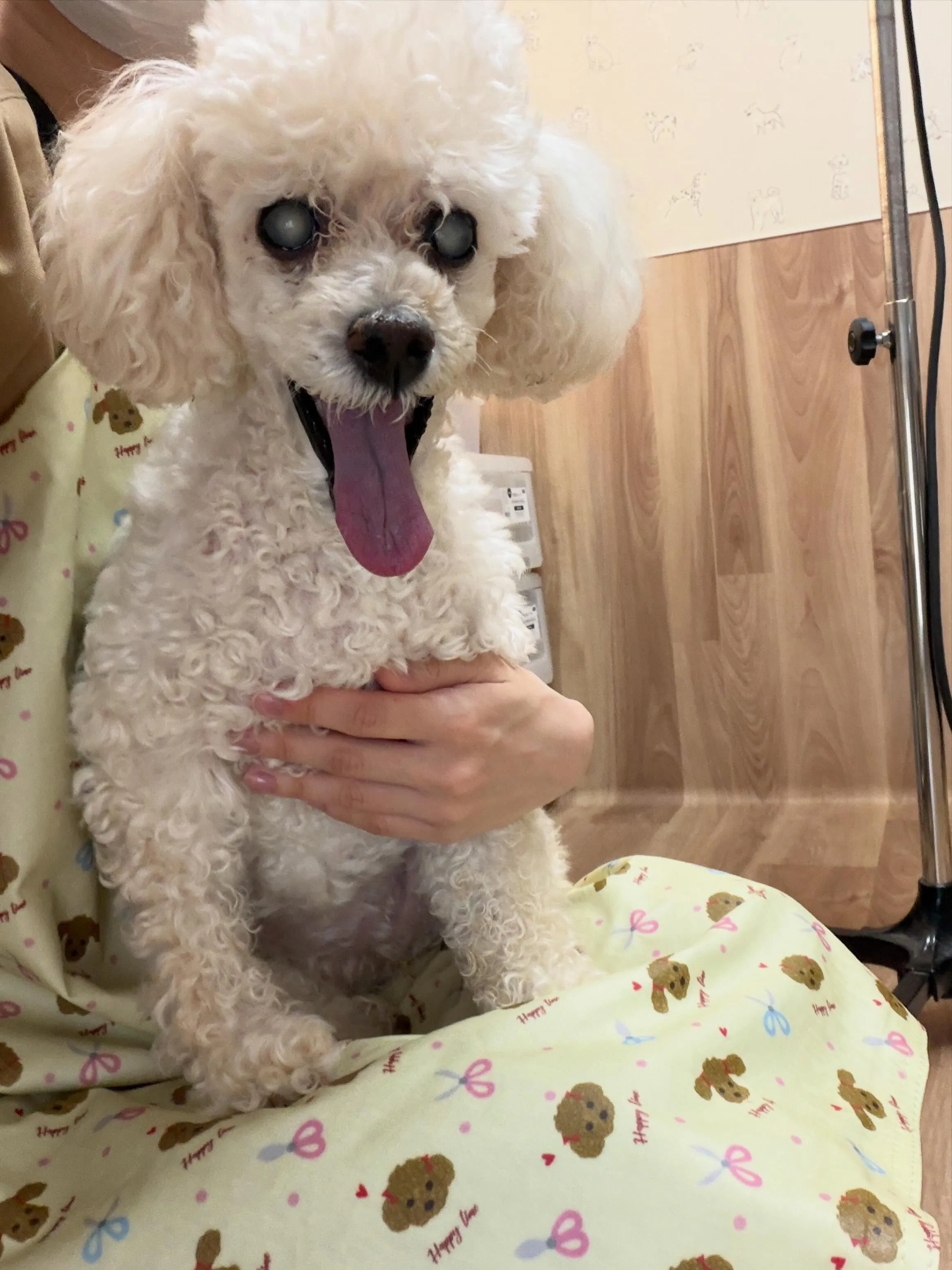 🍃6/13のトリミング🍃プードル🐶｜名東区・千種区・守山区の...